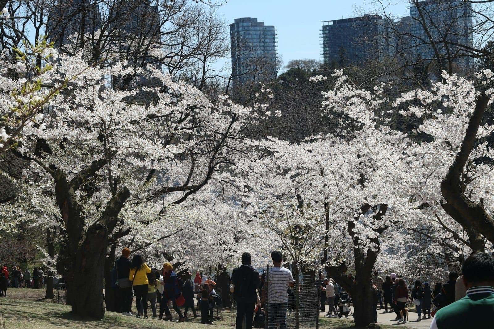Persone che camminano sotto i ciliegi in fiore in un parco di Toronto con i grattacieli della città sullo sfondo in una luminosa giornata primaverile.