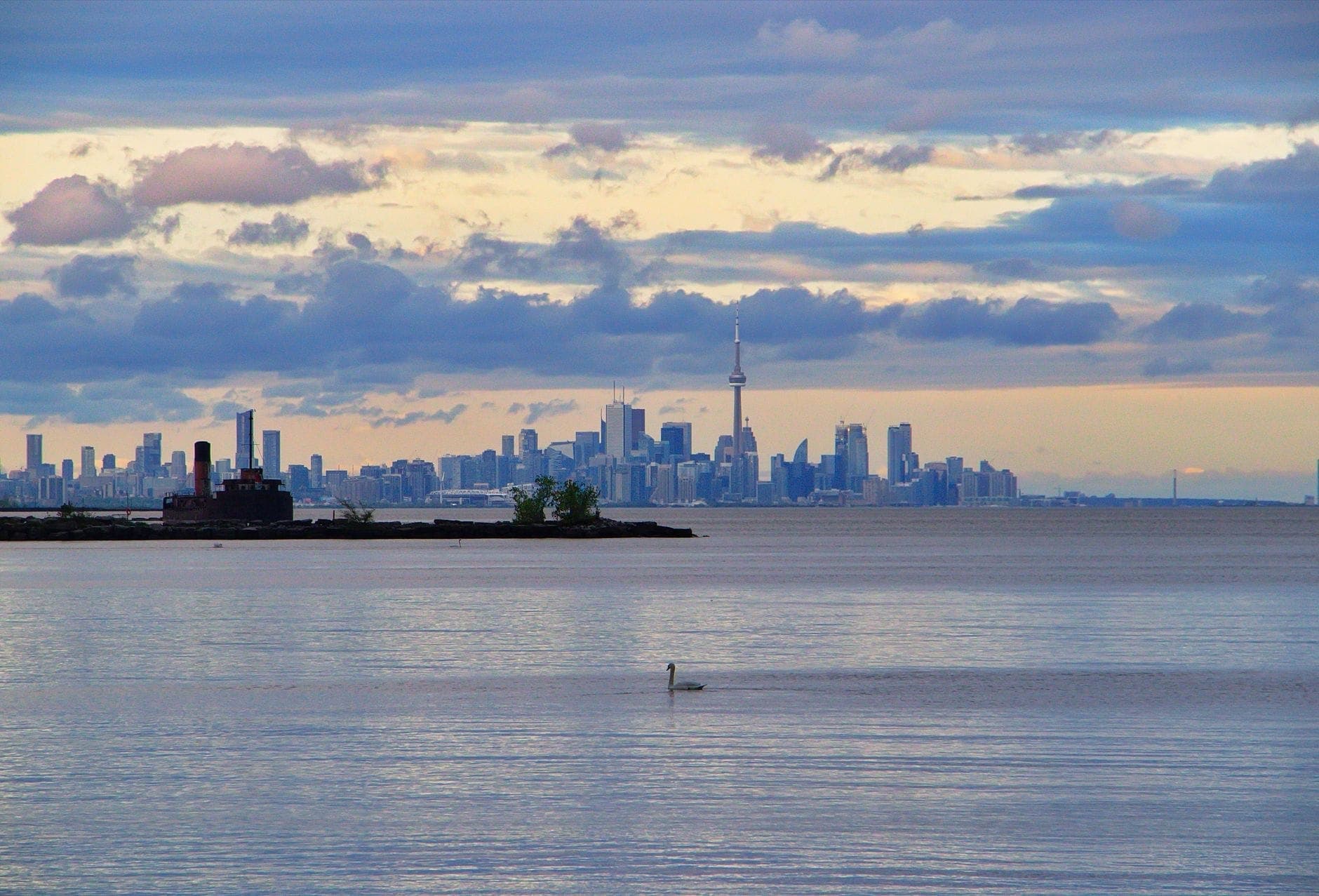 El horizonte de Toronto visto desde el otro lado del agua bajo un cielo dramático, con un cisne nadando en primer plano y los edificios de la ciudad al fondo.