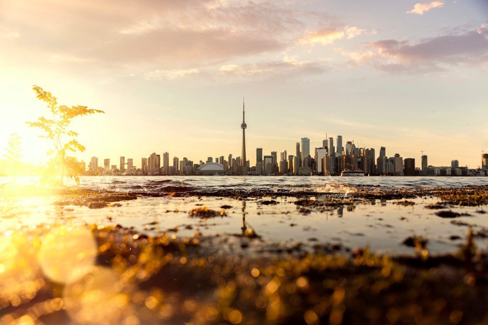 Horizonte de Toronto al atardecer visto desde el paseo marítimo, con reflejos en el agua, la CN Tower y vegetación en primer plano bajo una cálida luz vespertina.
