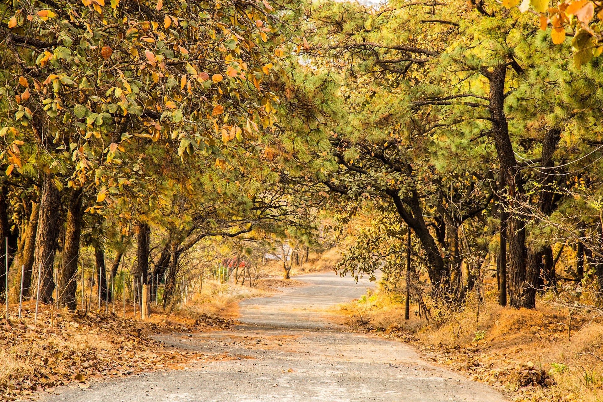 เส้นทางในป่าที่คดเคี้ยวล้อมรอบด้วยต้นไม้สูงและใบไม้ฤดูใบไม้ร่วงใน Bosque de La Primavera ใกล้กับ Guadalajara ภายใต้แสงกลางวันที่นุ่มนวล