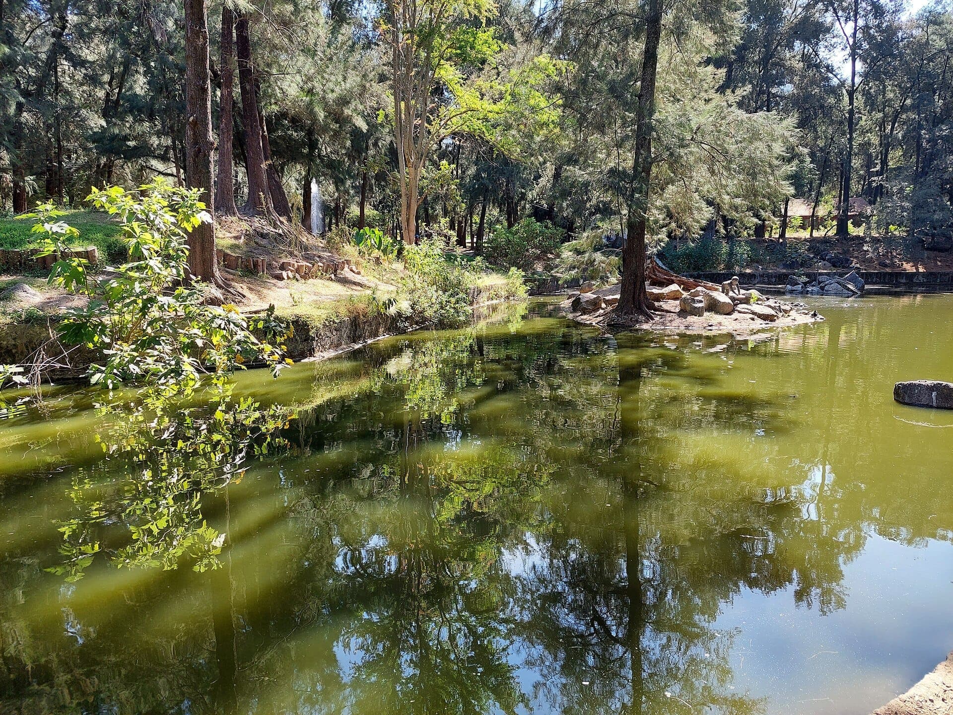 บึงน้ำสงบที่ล้อมรอบด้วยต้นสนสูงและพืชพรรณเขียวชอุ่มใน Bosque Los Colomos พร้อมแสงอาทิตย์สะท้อนบนผิวน้ำนิ่ง