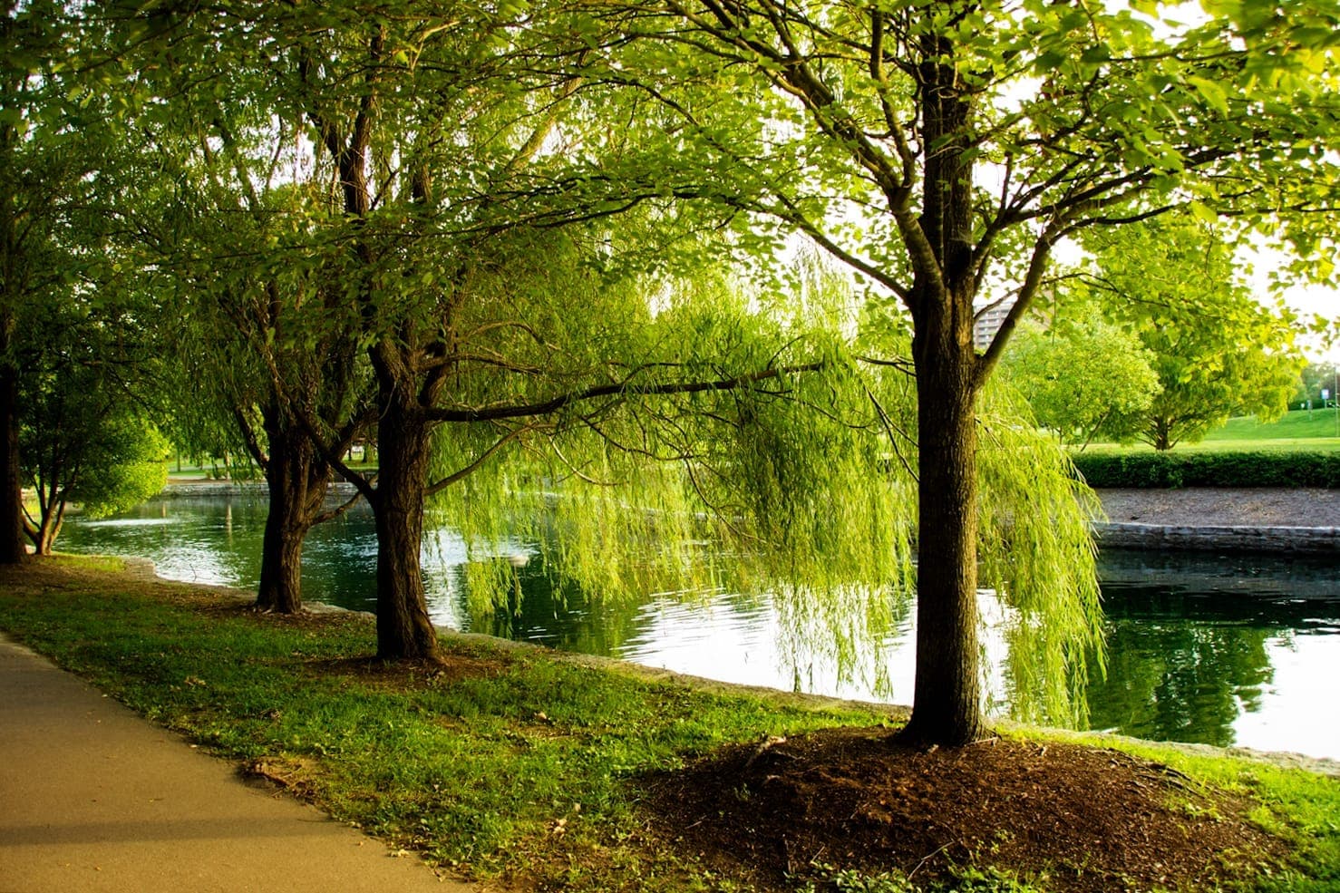 Schattiger Wanderweg und belaubte Weidenbäume neben dem ruhigen Teich im Centennial Park Nashville an einem sonnigen Tag.