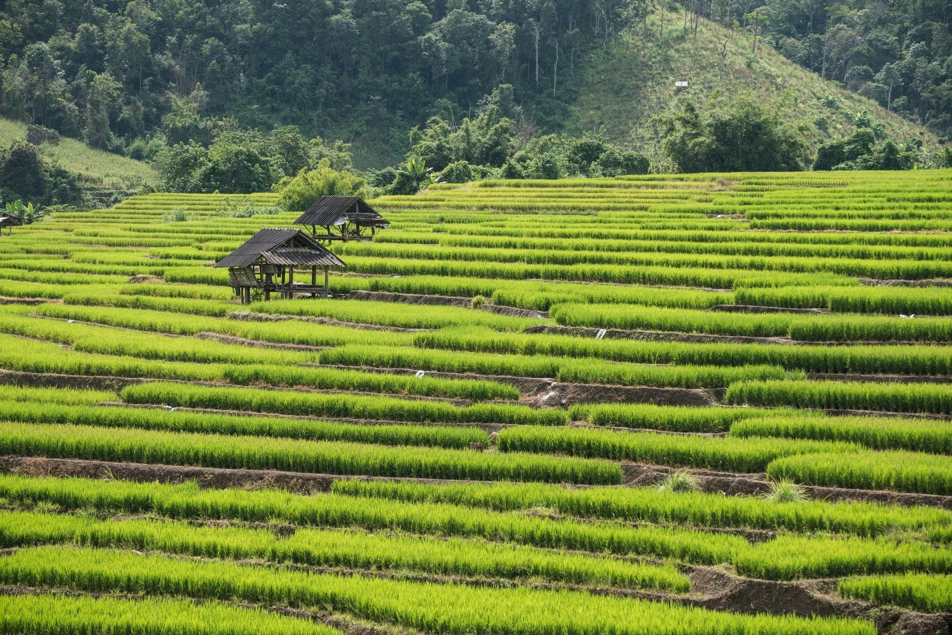Rigogliose risaie a terrazze con piccoli padiglioni in legno sullo sfondo di colline boscose a Chiang Mai.