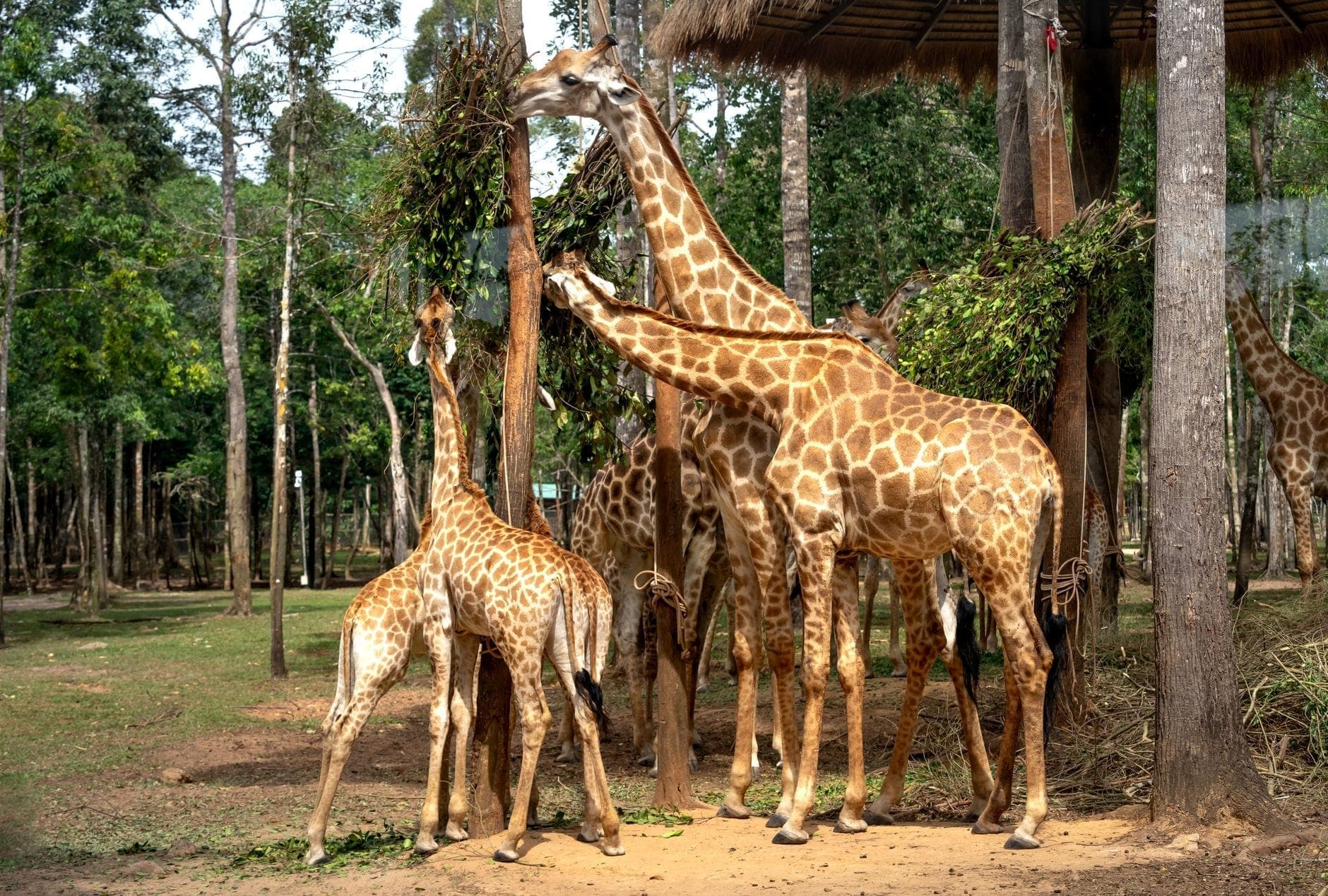 Eine Gruppe Giraffen frisst Blätter in einem bewaldeten Zoogehege, durch das Sonnenlicht fällt und eine lebhafte, familienfreundliche Wildtierszene schafft.