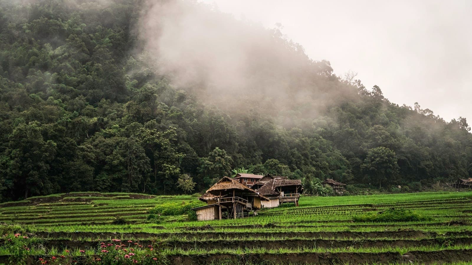 Tradizionali case in legno delle tribù collinari tra terrazze di riso con montagne di giungla nebbiosa a Chiang Mai.