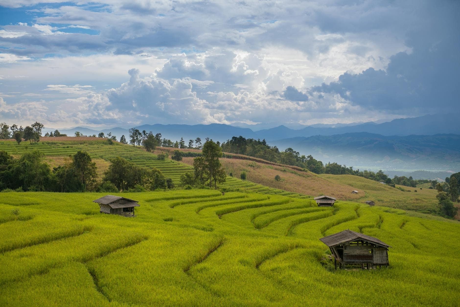 Weiter Blick über Chiang Mais satte grüne Reisterrassen unter einem dramatischen Himmel, mit Bergen in der Ferne und vereinzelten Holzhütten auf den Feldern.