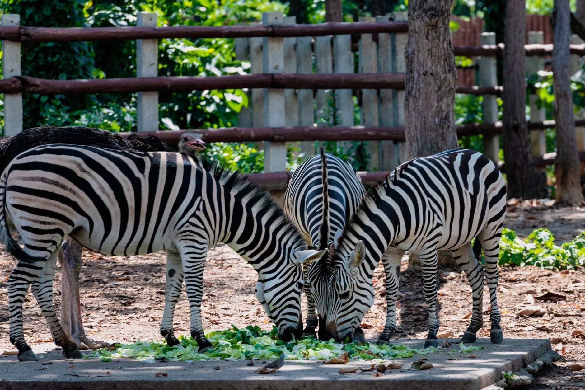 Drei Zebras fressen gemeinsam in einem sonnendurchfluteten Außengehege mit Bäumen und Zäunen im Hintergrund.