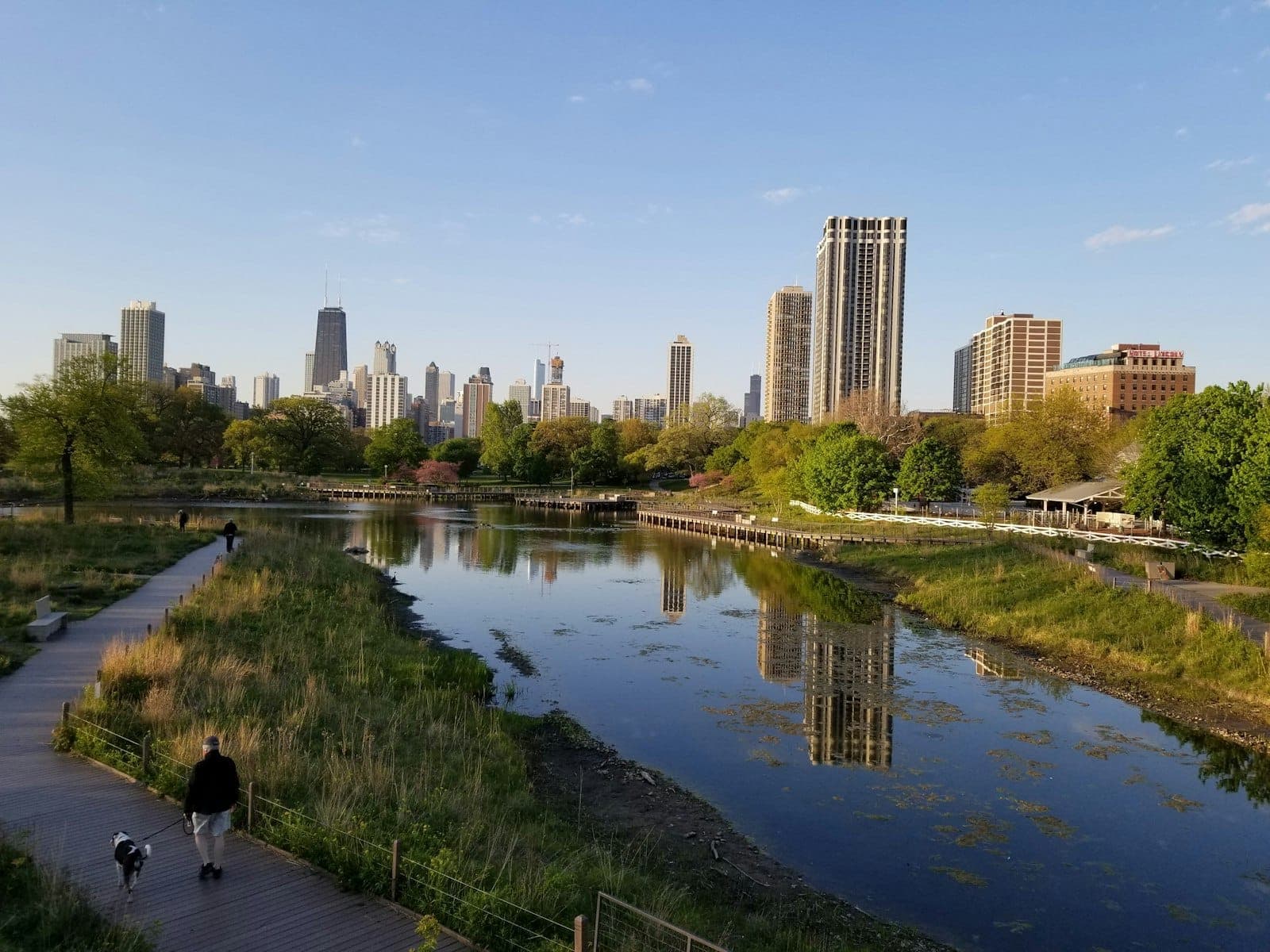View of Lincoln Park's pond with Chicago skyline in the background, a person walking a dog along the boardwalk, lush greenery and clear skies.