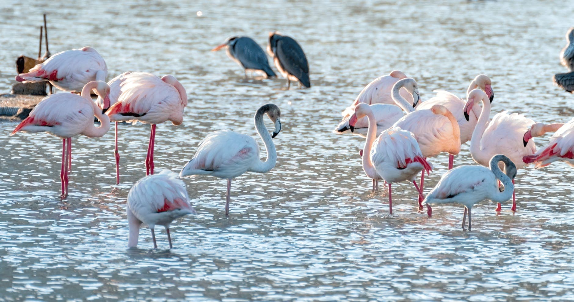 Un grupo de flamencos vadea en una laguna poco profunda con algunas garzas al fondo bajo luz natural.