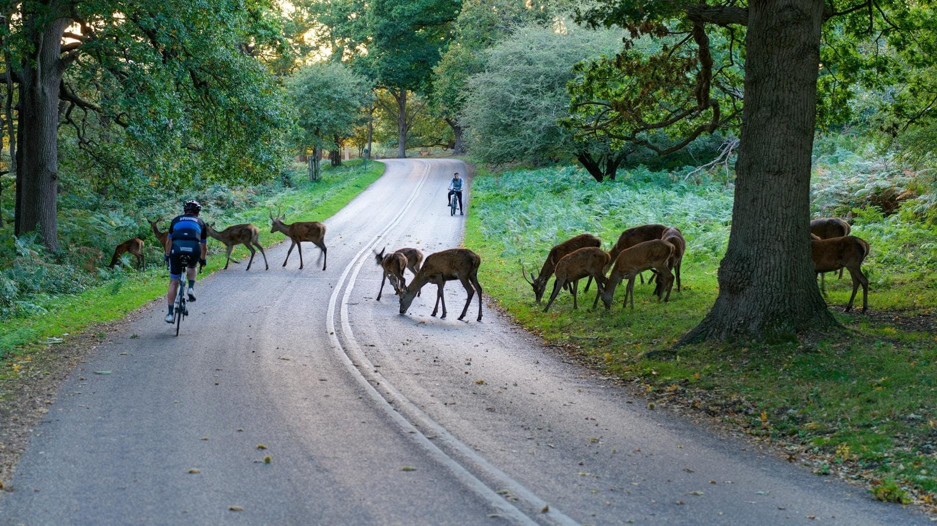 Radfahrer fahren auf einer kurvenreichen Straße im Richmond Park, während eine Hirschherde unter hohen grünen Bäumen grast und die Straße überquert.