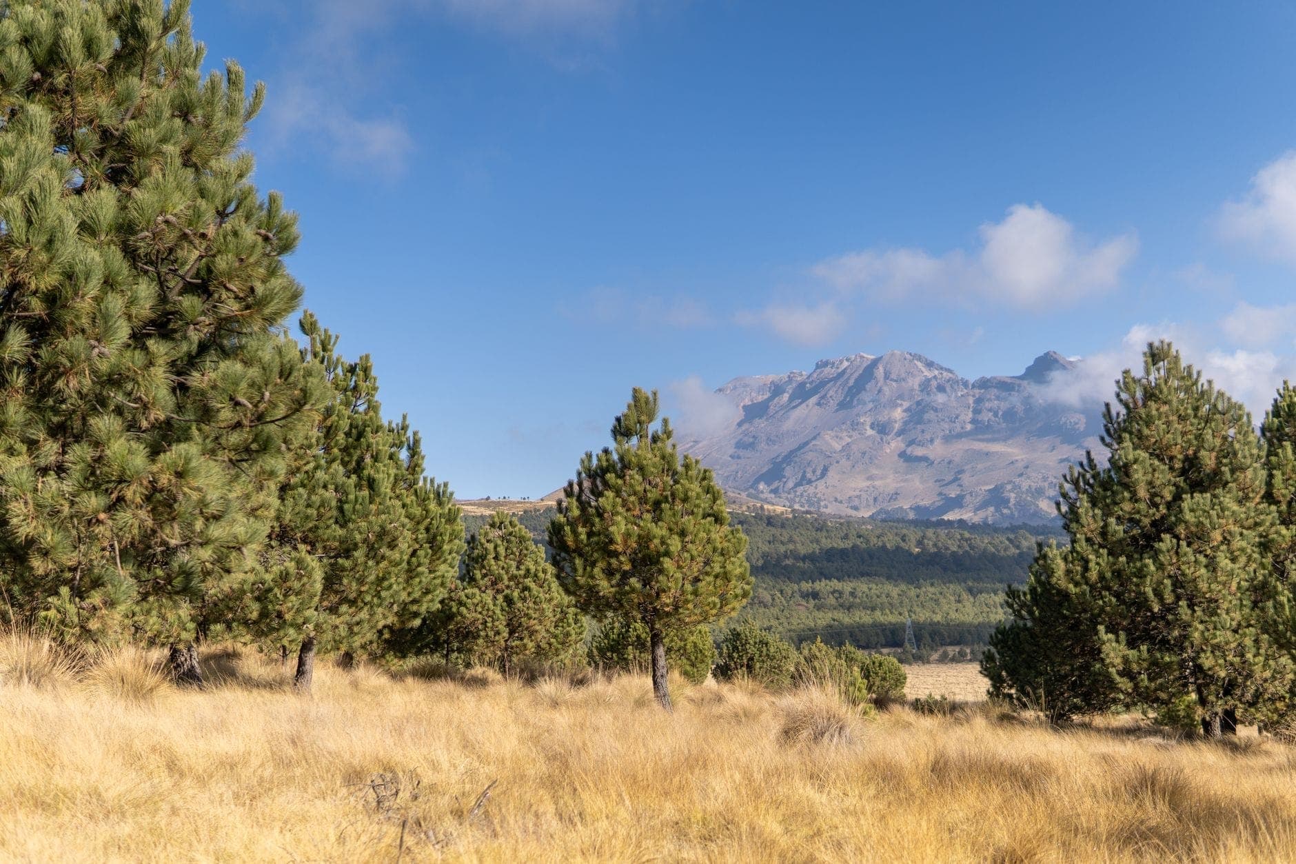 Pinos y prado con hierba con montañas al fondo bajo un cielo azul despejado cerca de Mexico City.