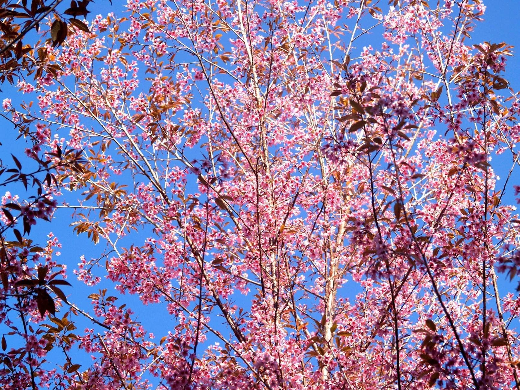 Bright pink wildflowers bloom against a clear blue sky, signaling the prime visiting season at Doi Inthanon near Chiang Mai.