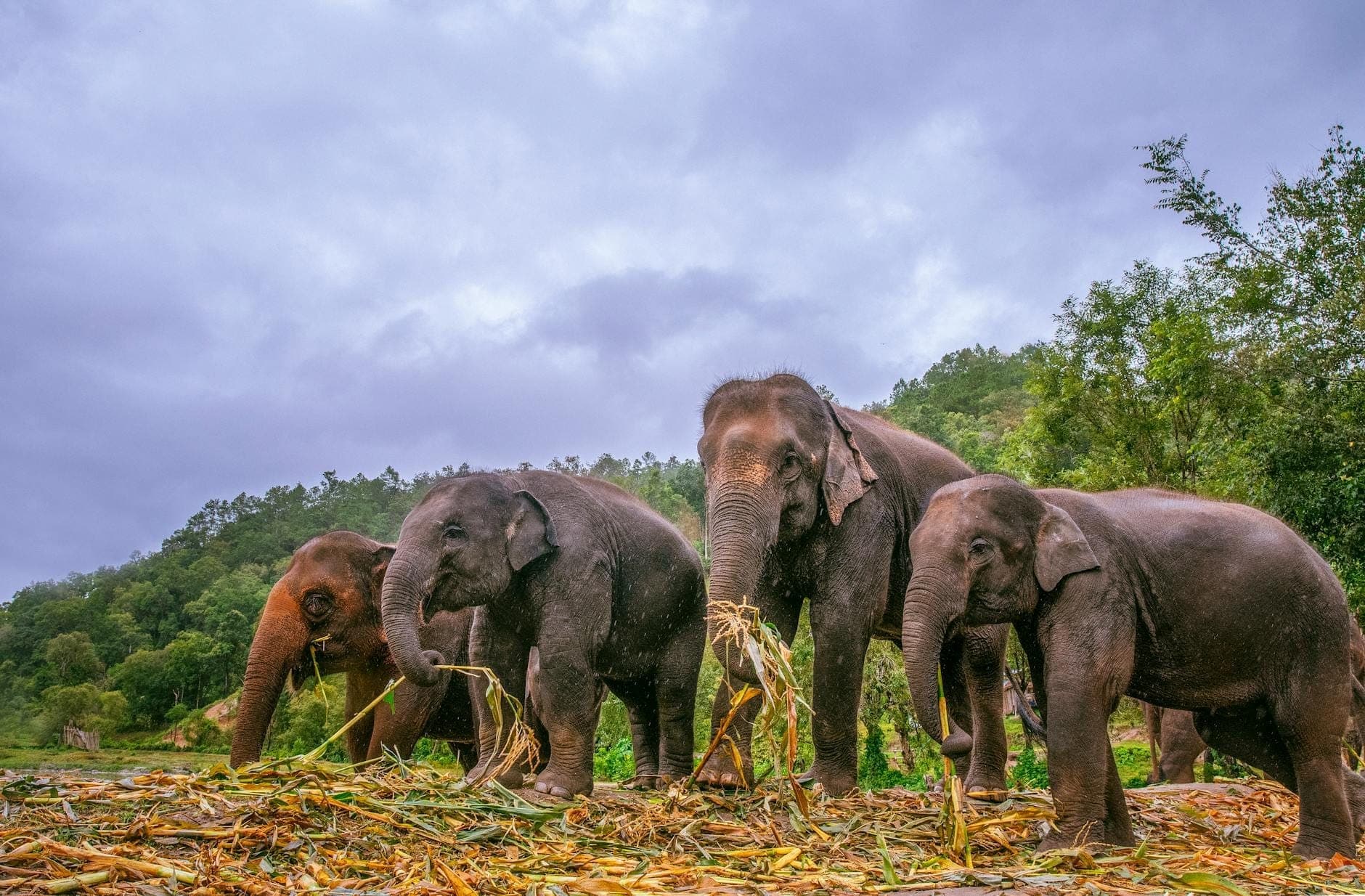 Eine Gruppe asiatischer Elefanten steht zusammen auf einer natürlichen, offenen Wiese mit üppigem Grün und bewölktem Himmel in Chiang Mai, Thailand.
