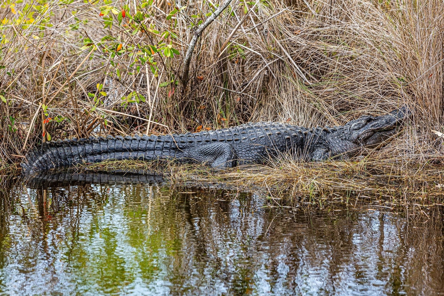 American alligator resting on bank beside water in the Everglades, surrounded by dry grasses and low vegetation.