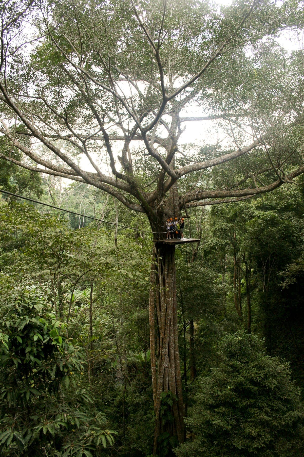 Eine Gruppe von Menschen steht auf einer hölzernen Zipline-Plattform hoch oben in einem üppigen Baum beim Flight of the Gibbon, Chiang Mai.