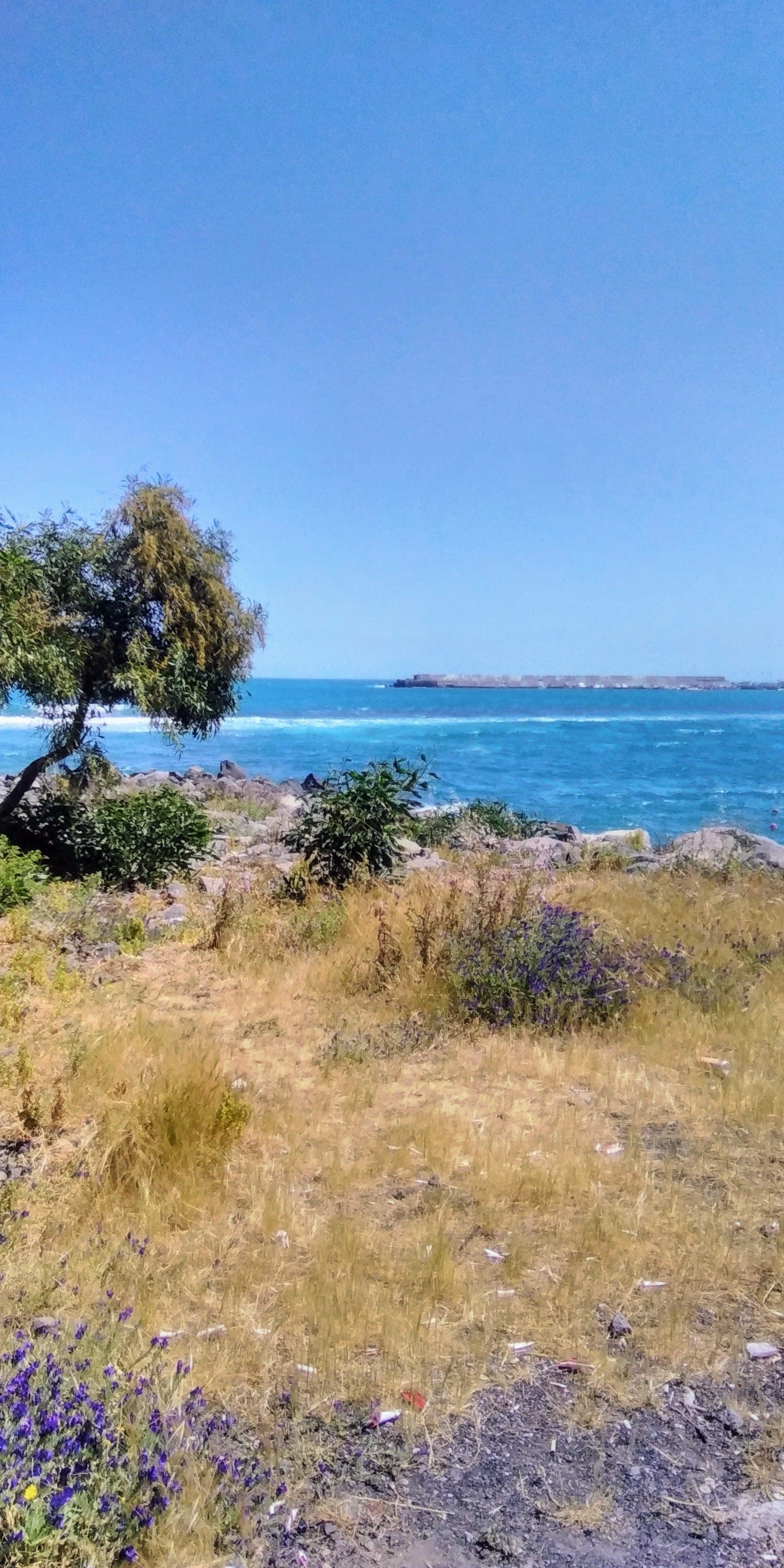 Pemandangan pantai di Giardini Naxos dengan rumput kering, bunga liar yang tersebar, tepi berbatu, pohon kecil, dan Laut Ionia biru cerah di bawah langit yang jernih.