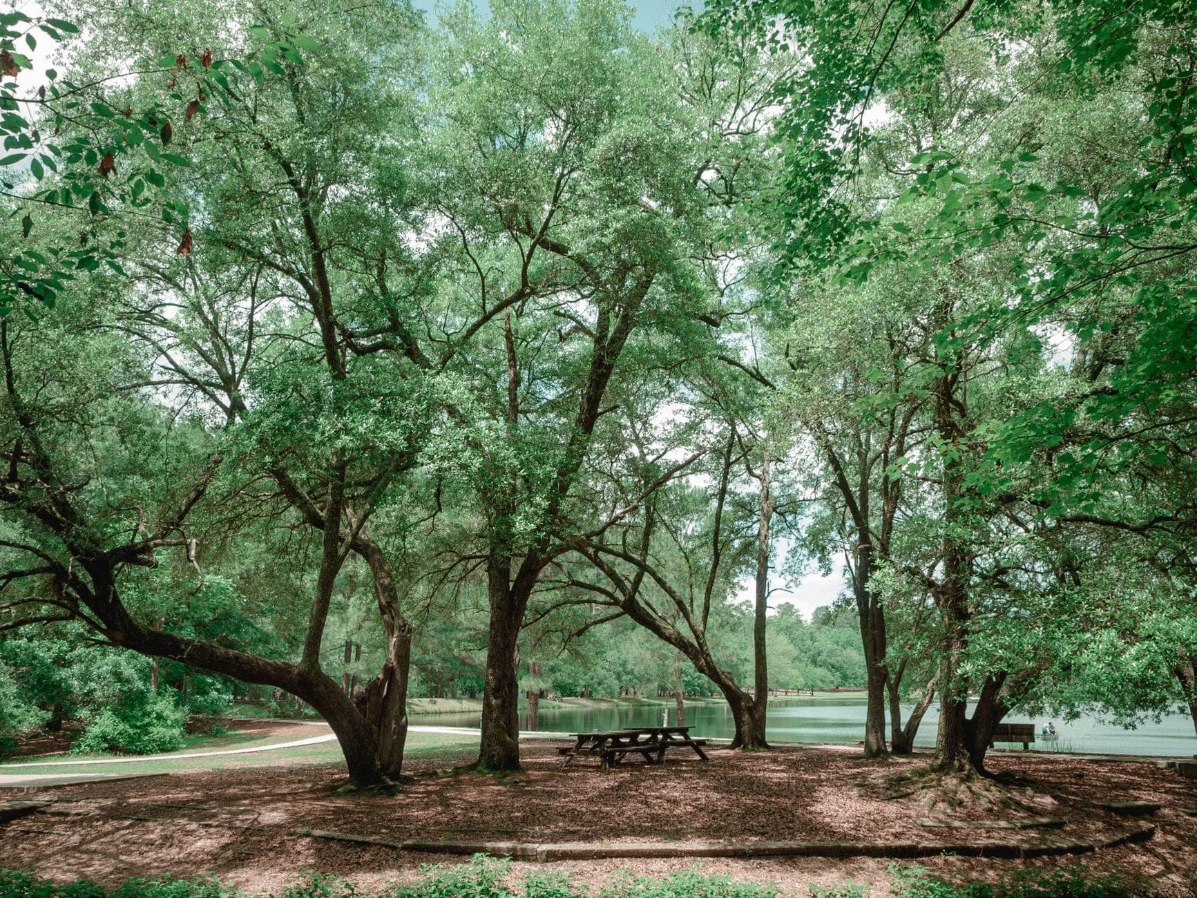 Parc ombragé avec de grands arbres feuillus, des tables de pique-nique et un chemin longeant un lac calme dans un vaste espace vert.