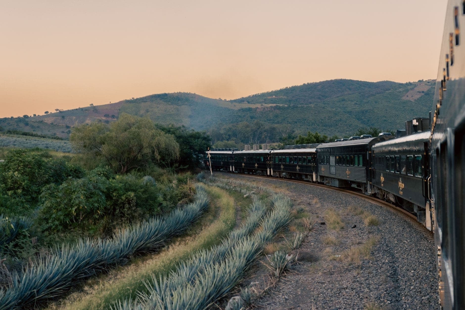 รถไฟ Jose Cuervo Express วิ่งโค้งผ่านไร่อากาเว่ยามเย็น ท่ามกลางภูเขาเขียว เห็นวิวสวยระหว่างทางสู่เมืองเตกีล่า