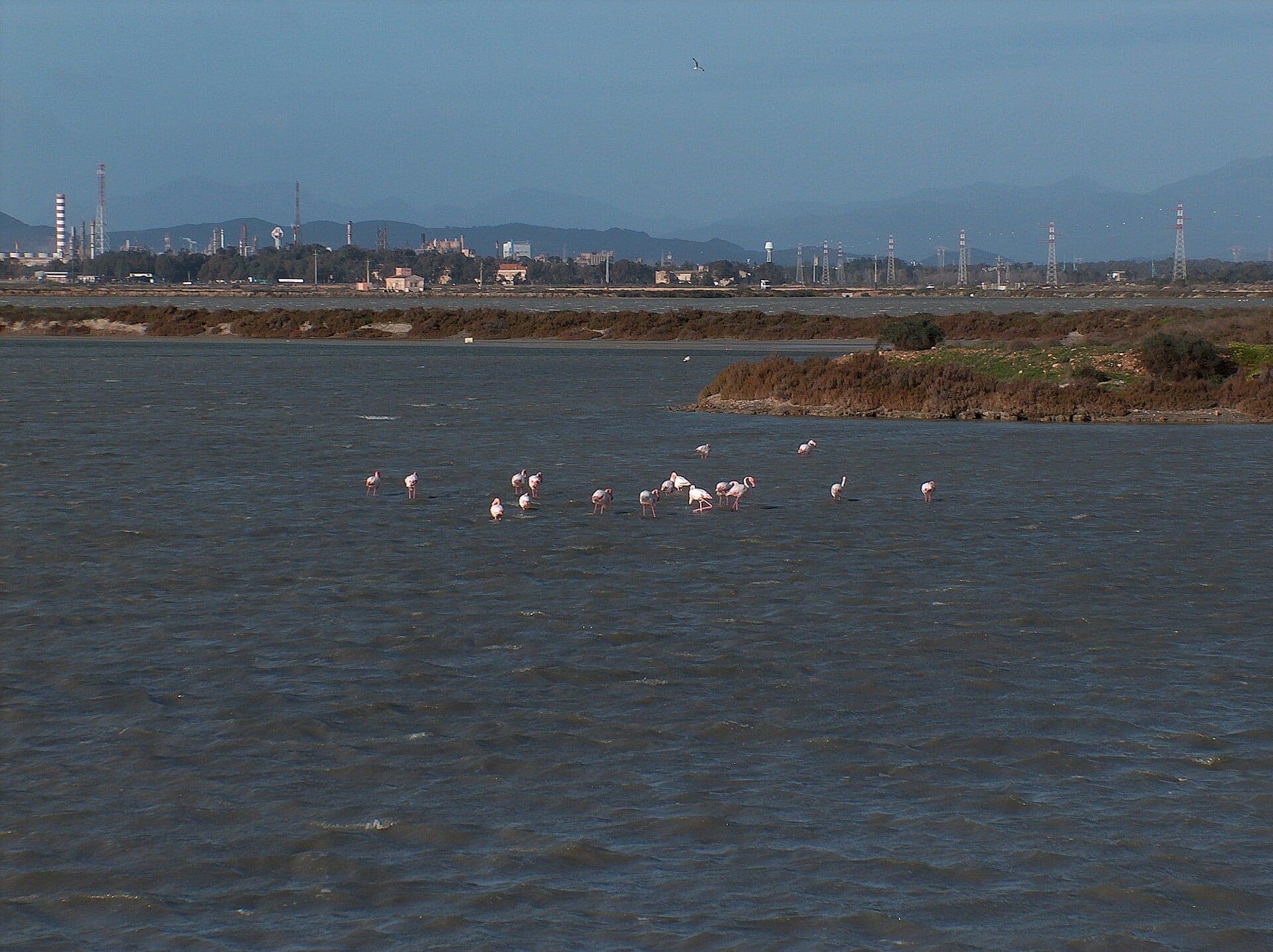Un grupo de flamencos vadea en la Laguna di Santa Gilla con edificios industriales y montañas visibles al fondo.