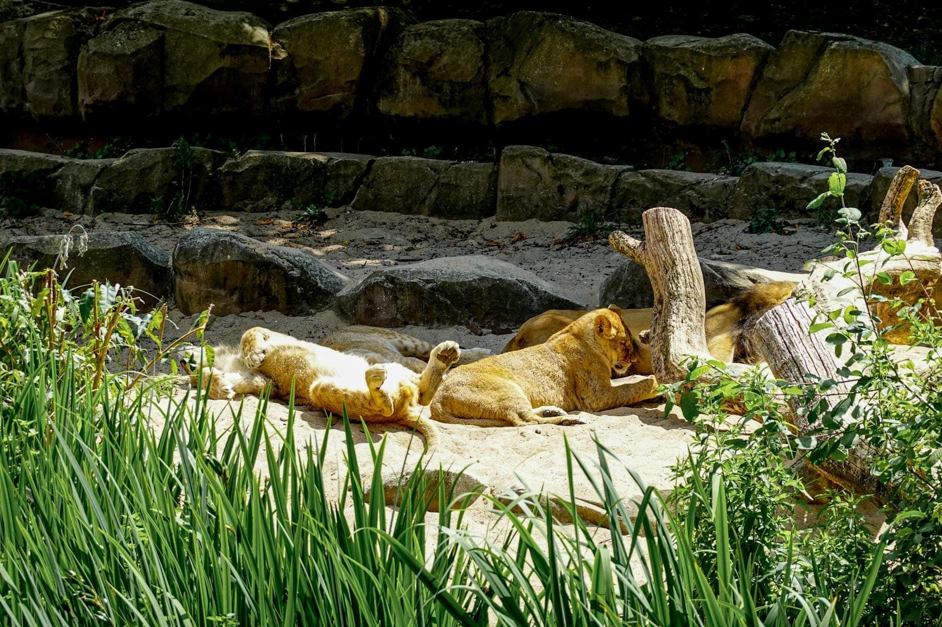 Three lions lounging in a naturalistic zoo enclosure on a sunny day, surrounded by rocks, logs, and lush greenery.
