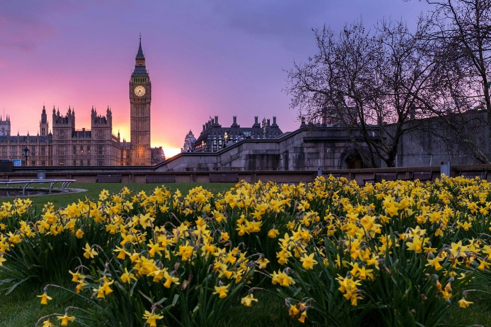 Big Ben und der Palace of Westminster bei Sonnenuntergang, mit gelben Narzissen im Vordergrund und einem dramatischen lila Himmel darüber.