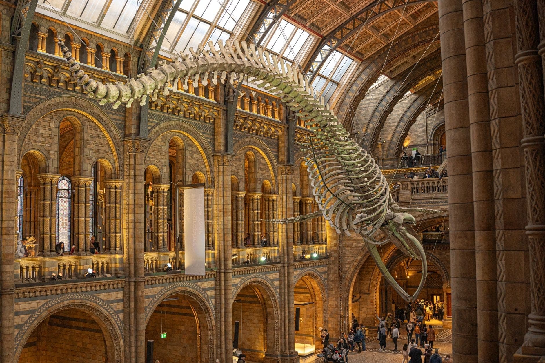 Große Halle des Natural History Museum in London mit einem hängenden Blauwal-Skelett und Menschen, die die Galerie darunter erkunden.