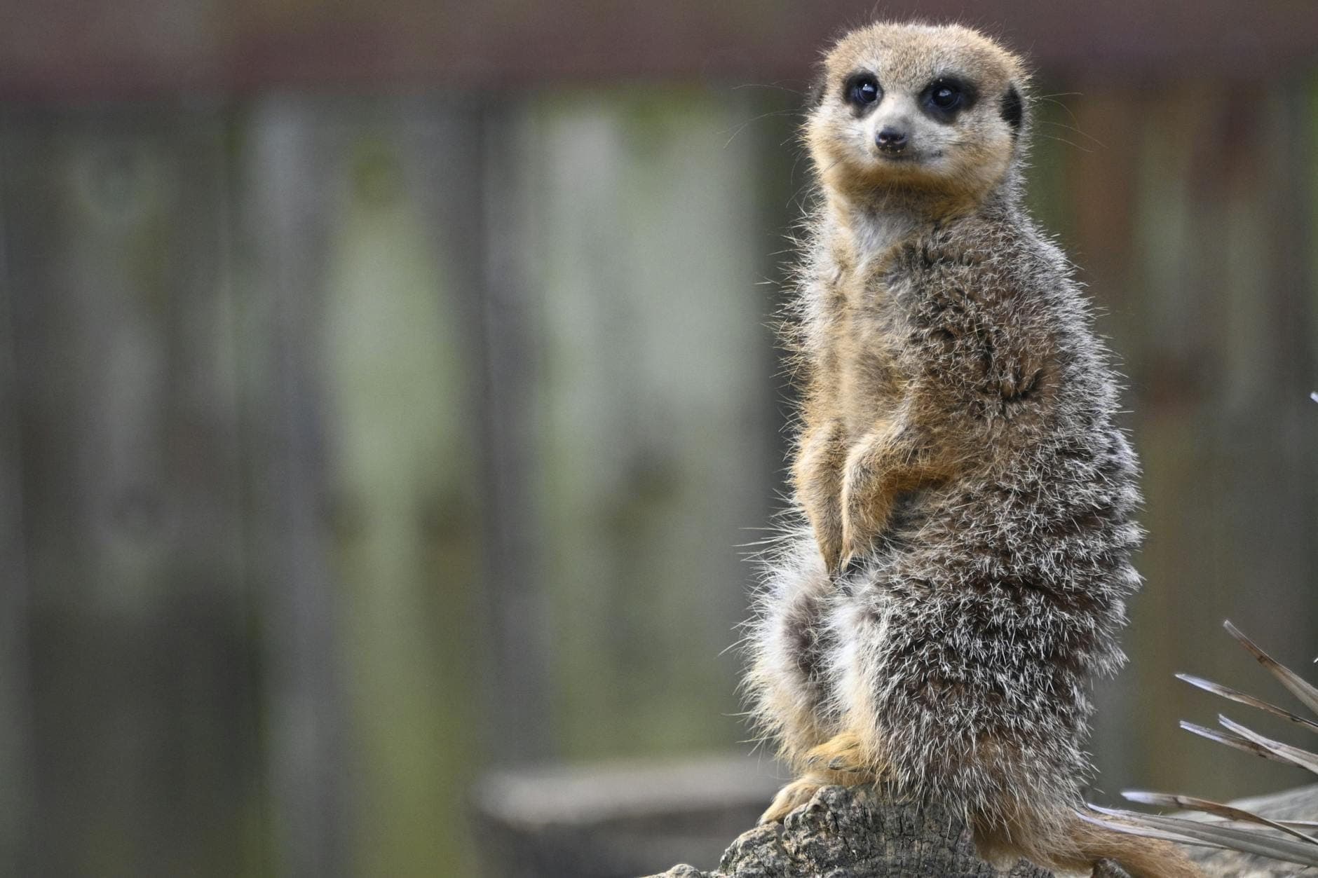 Ein neugieriges Erdmännchen steht aufmerksam auf einem Felsen vor dem verschwommenen Hintergrund des ZSL London Zoo.