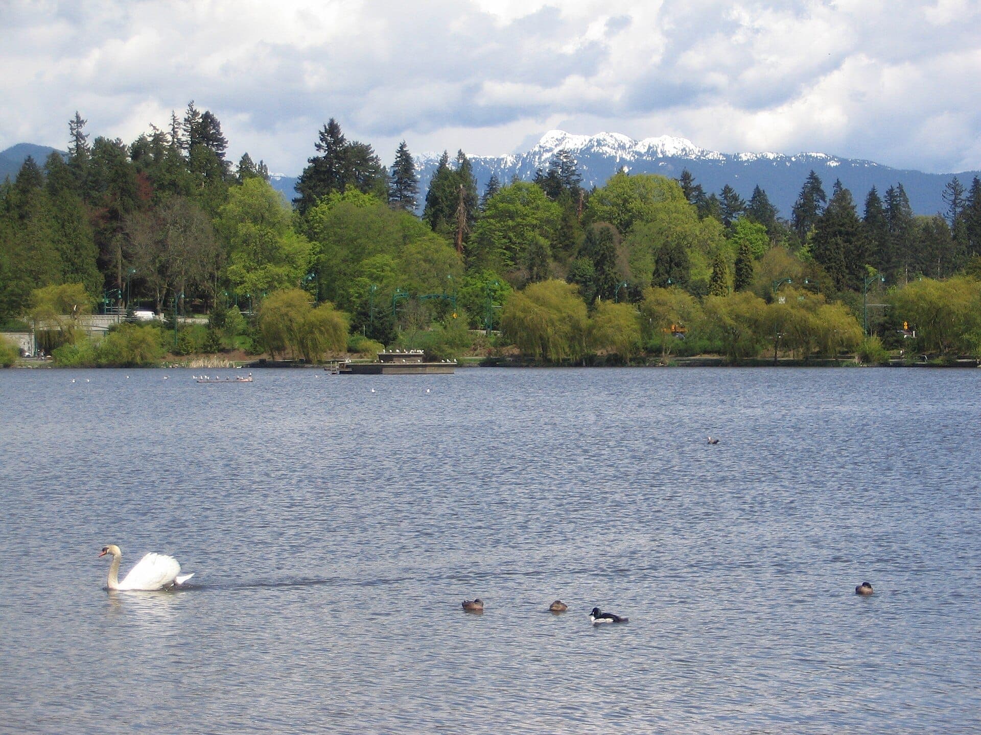 Lost Lagoon ใน Stanley Park พร้อมหงส์และเป็ดบนผิวน้ำนิ่ง ล้อมรอบด้วยต้นไม้เขียวขจีและภูเขาหิมะในระยะไกล