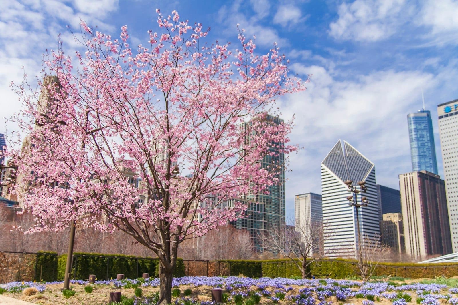 Pink-blossomed tree in Lurie Garden, surrounded by spring flowers, with iconic Chicago skyscrapers and a blue sky in the background.