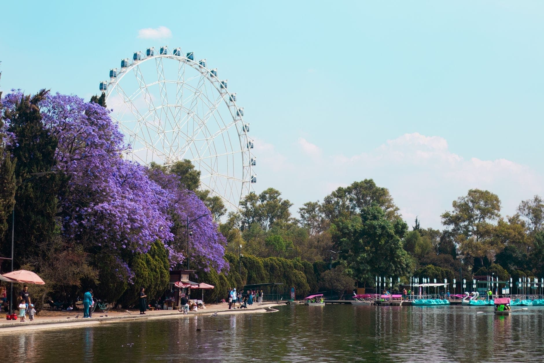Scenic view of a large Ferris wheel, jacaranda trees in bloom, people walking and paddle boats on a lake in Mexico City park.