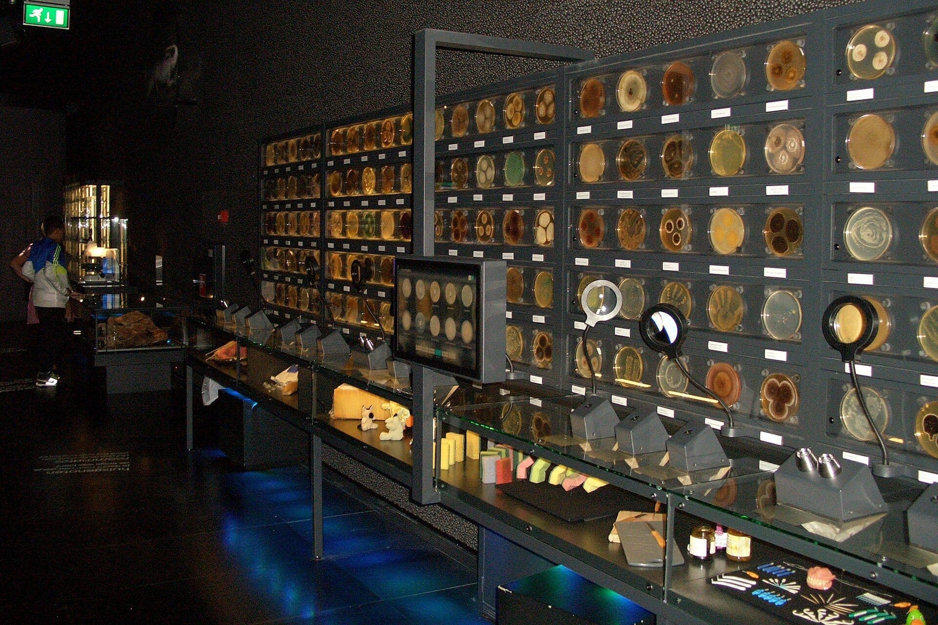Reihen von Petrischalen mit Mikroorganismenkulturen reihen sich an der dunklen, modernen Ausstellungswand des Micropia Museums in Amsterdam.