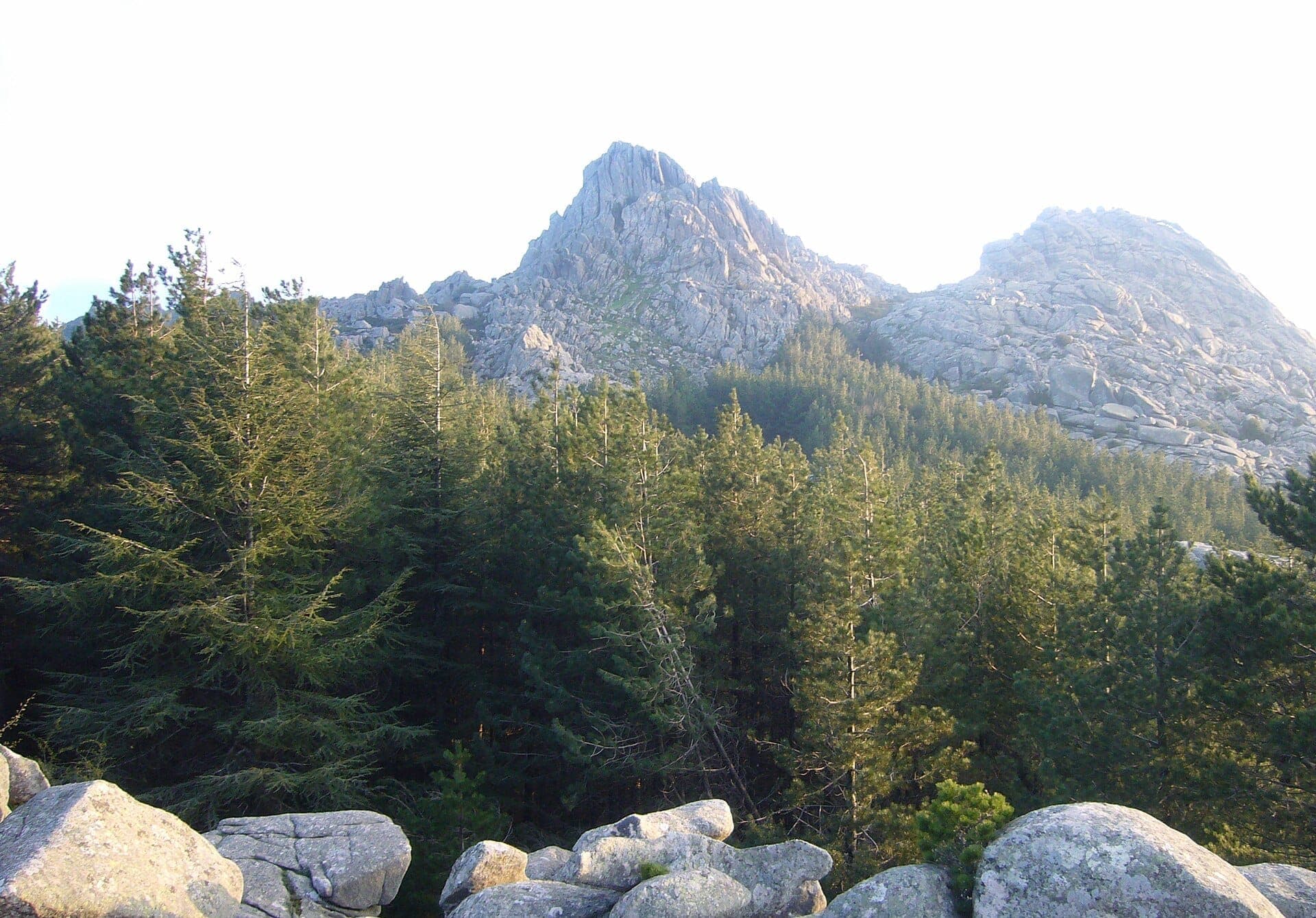 Los picos de granito del Monte Limbara se elevan sobre un denso bosque de pinos verdes y rocas dispersas bajo una suave luz natural en Gallura, Cerdeña.