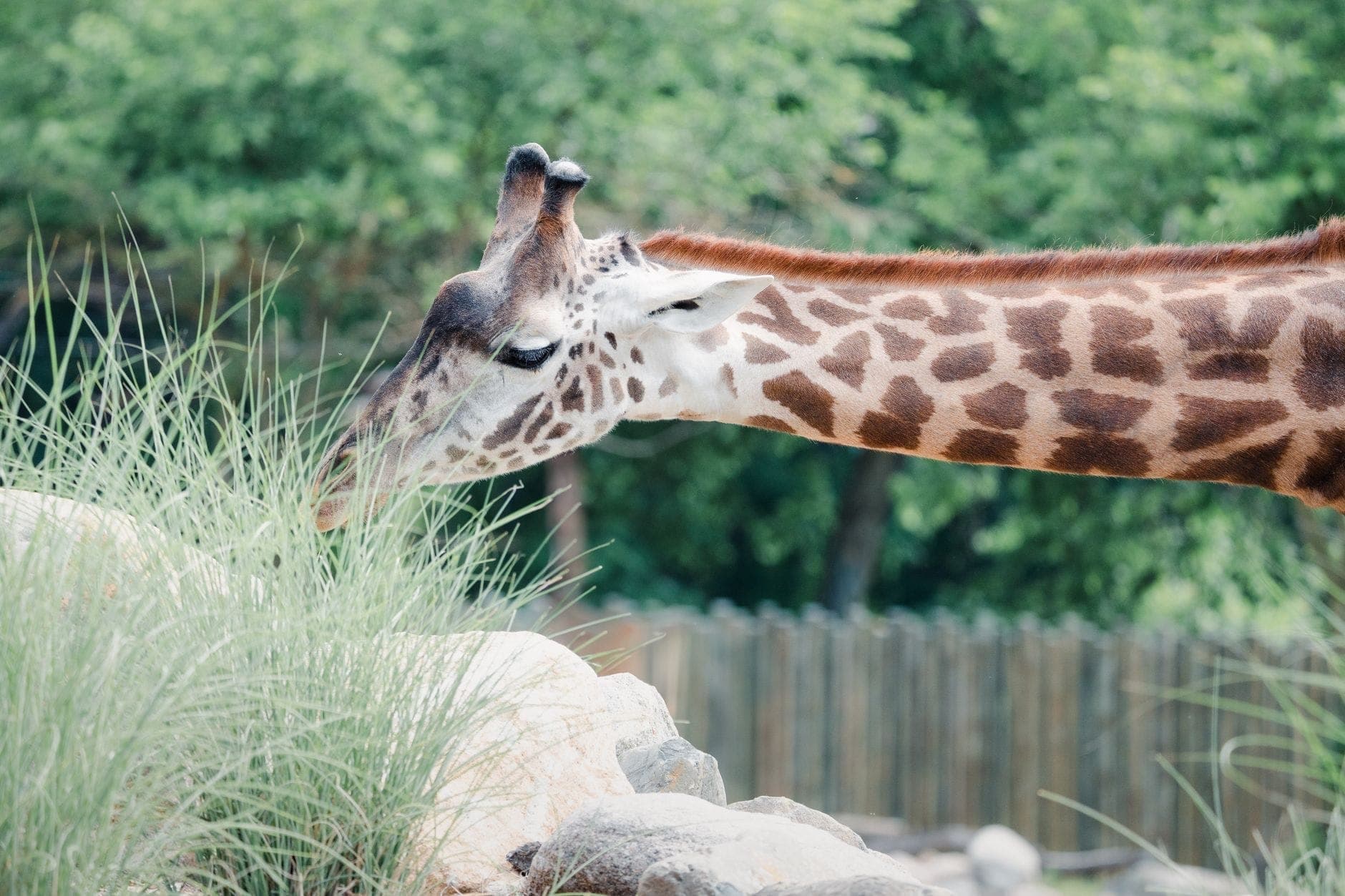 A giraffe stretching its neck to eat grass and leaves, with a natural, green zoo enclosure and wooden fence in the background.