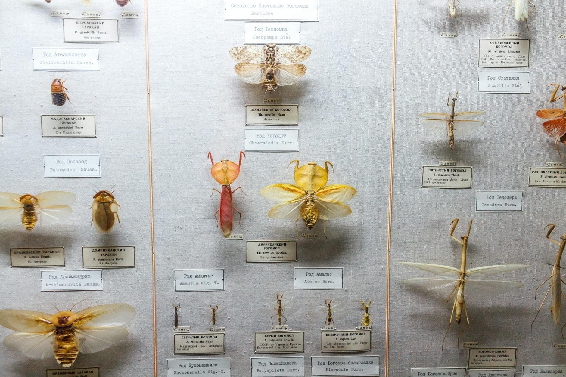 Nahaufnahme einer Vitrine mit verschiedenen präparierten Insekten, darunter Käfer, Schmetterlinge und Libellen, die jeweils mit wissenschaftlichen Namen beschriftet sind – in einer Museumsausstellung.