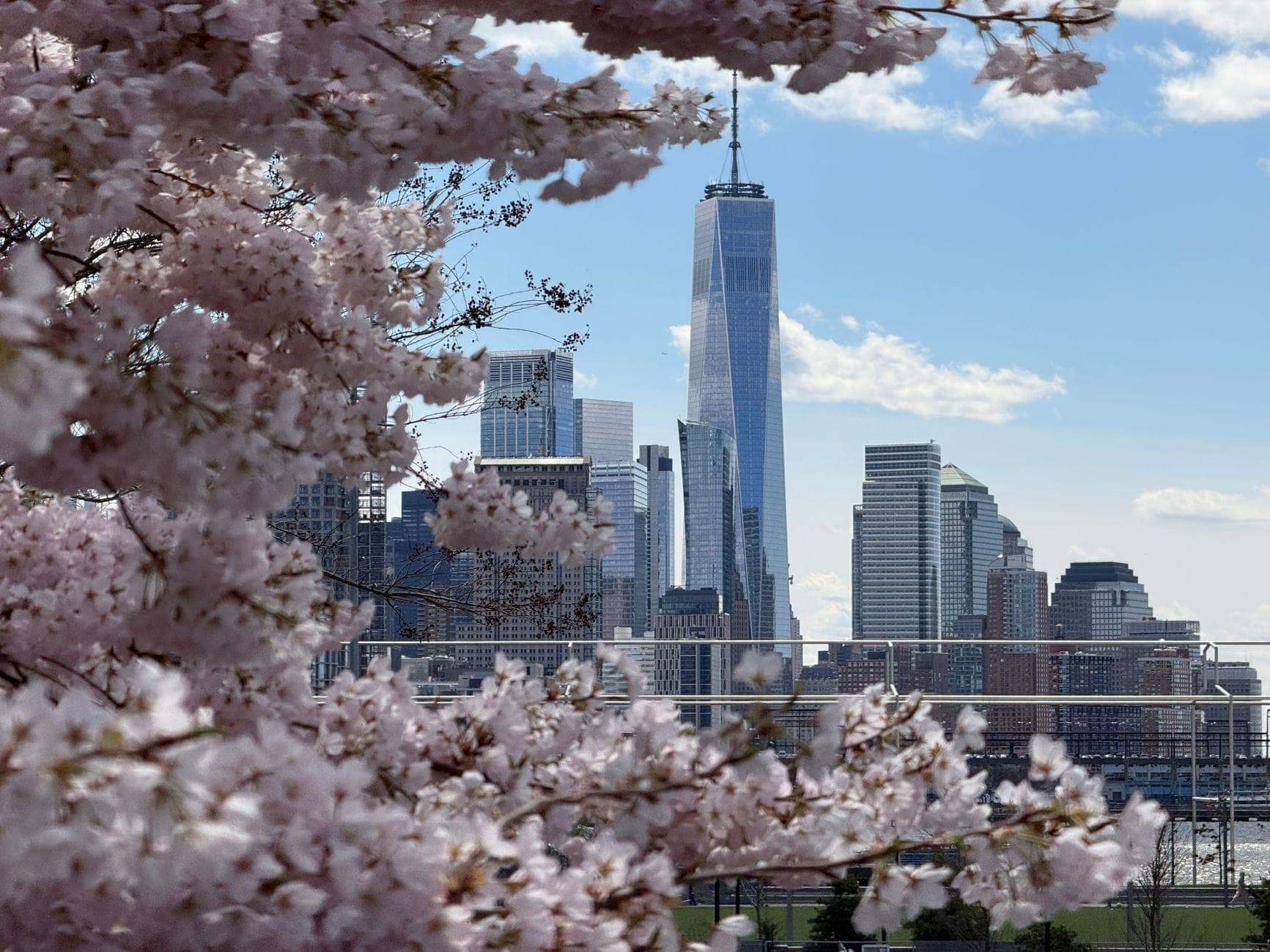 วิวเส้นขอบฟ้าของ New York City โดยมี One World Trade Center เป็นฉากหลังล้อมรอบด้วยดอกซากุระบานในฤดูใบไม้ผลิ ใต้ท้องฟ้าสีฟ้า