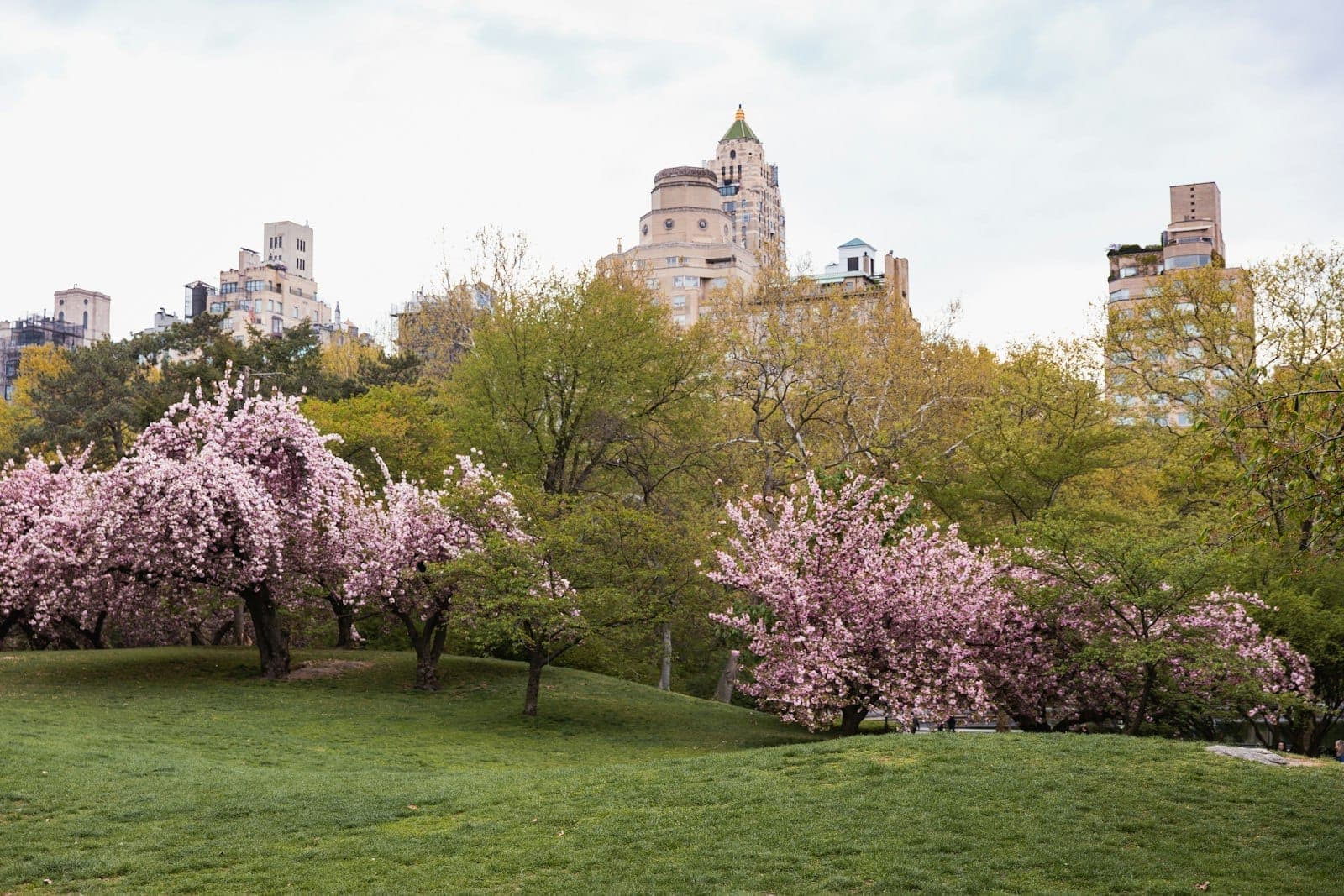 ทัศนียภาพฤดูใบไม้ผลิใน Central Park พร้อมต้นซากุระบานสะพรั่งและอาคารประวัติศาสตร์ของ New York City ในพื้นหลัง
