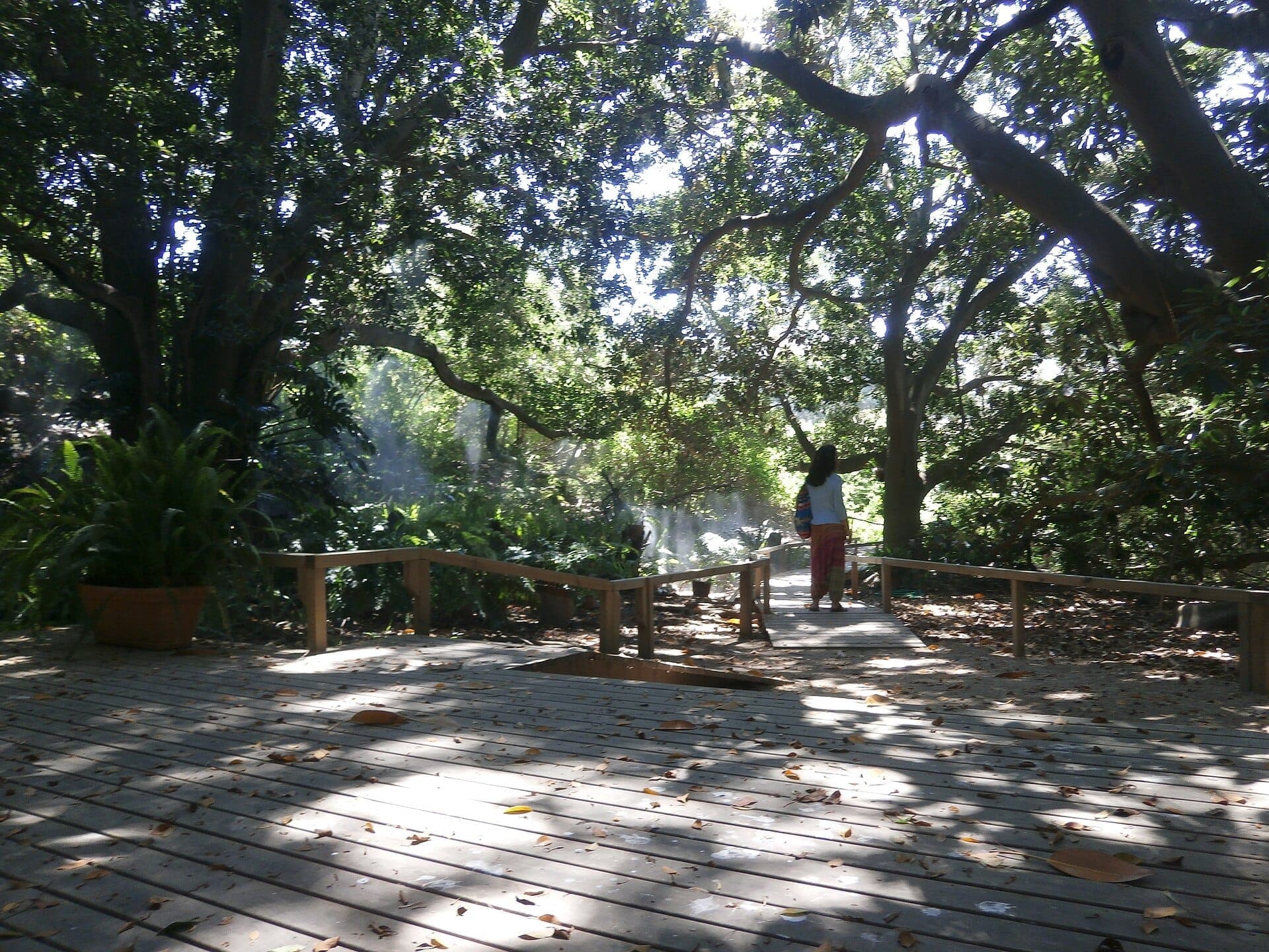 Pasarela de madera bajo exuberantes árboles frondosos en el Orto Botanico di Cagliari, con luz solar moteada y una persona explorando el tranquilo jardín.