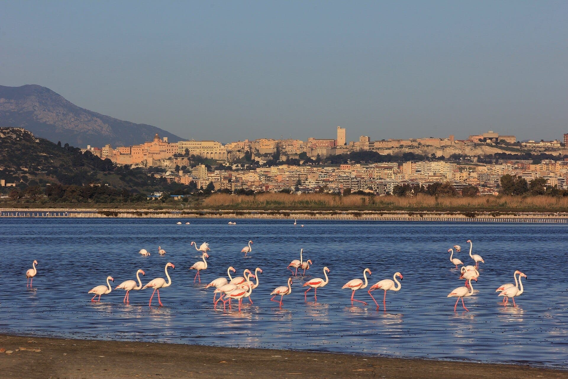 Flamencos rosas vadeando las aguas azules del Parco Naturale Molentargius-Saline, con el horizonte de Cagliari y las colinas al fondo.