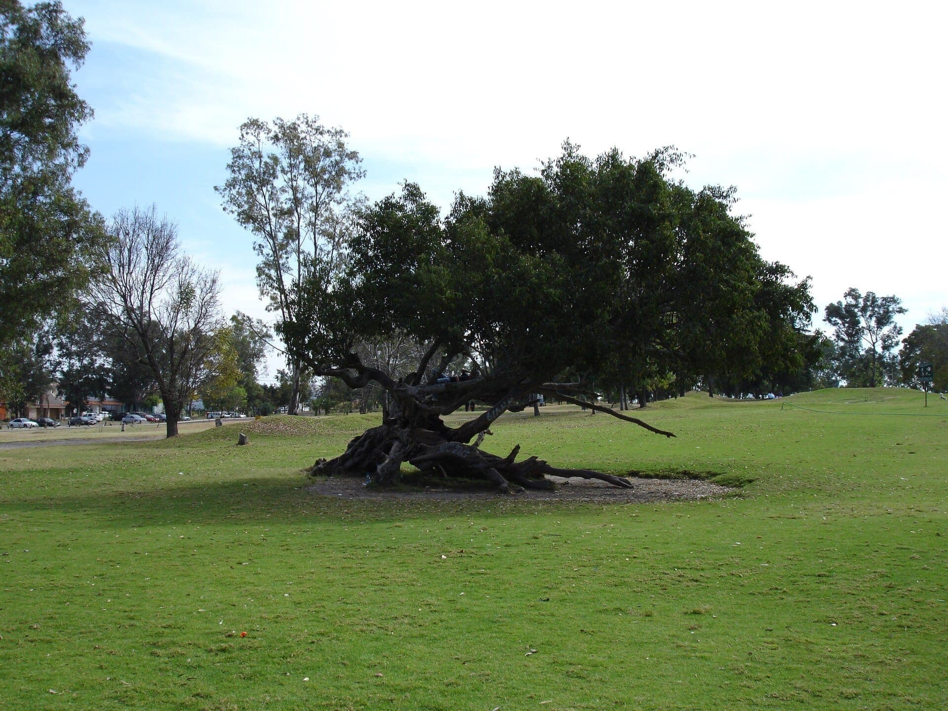 ต้นไม้ใหญ่แผ่กิ่งก้านพร้อมรากบิดเบี้ยวตั้งอยู่บนสนามหญ้าใน Parque Metropolitano de Guadalajara ใต้ท้องฟ้าแจ่มใสในเวลากลางวัน