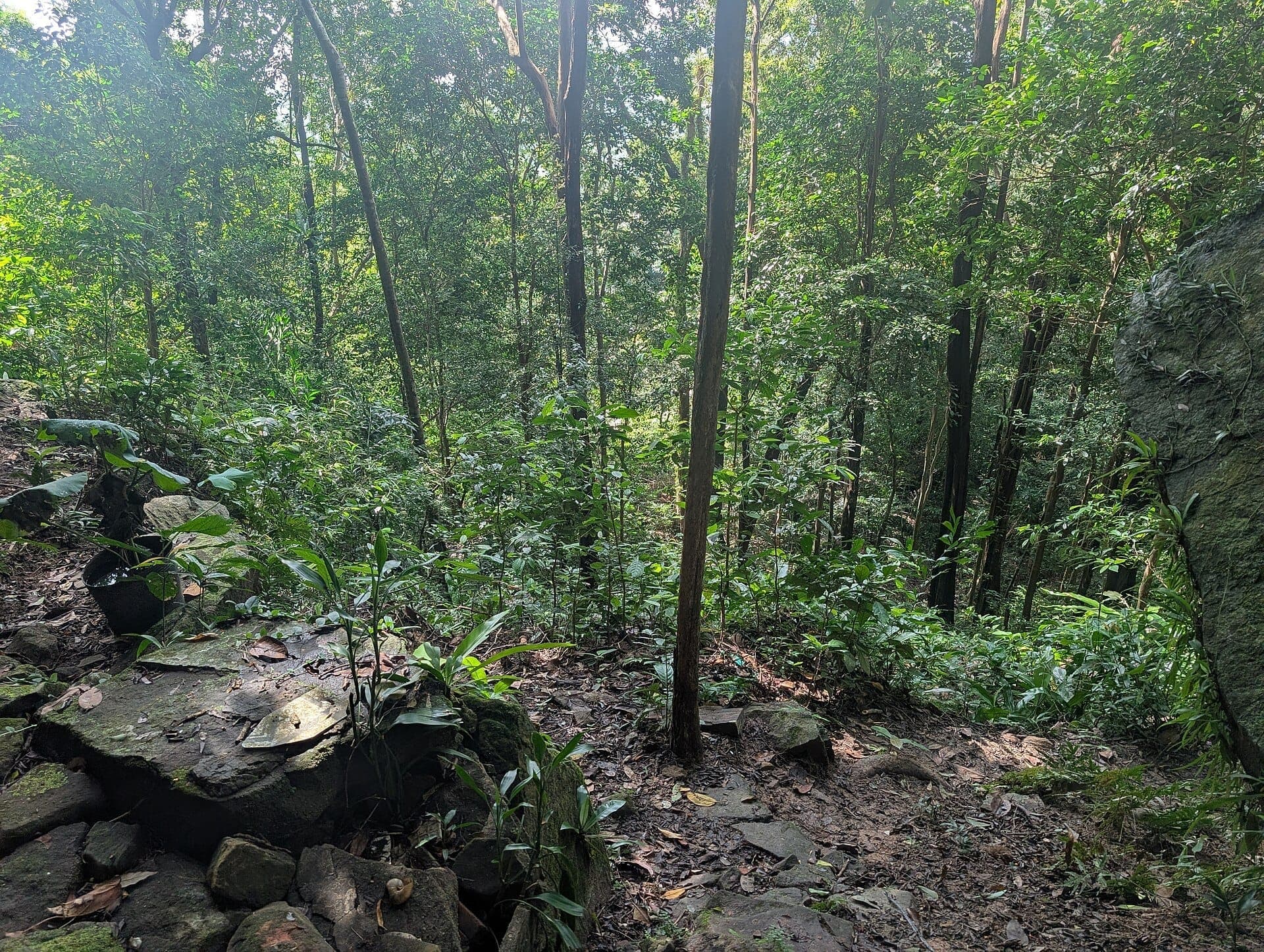 Phu Quoc Milli Parkı orman parkuru: yoğun tropikal bitki örtüsü, yüksek ağaçlar ve gölgeli bir orman patikası