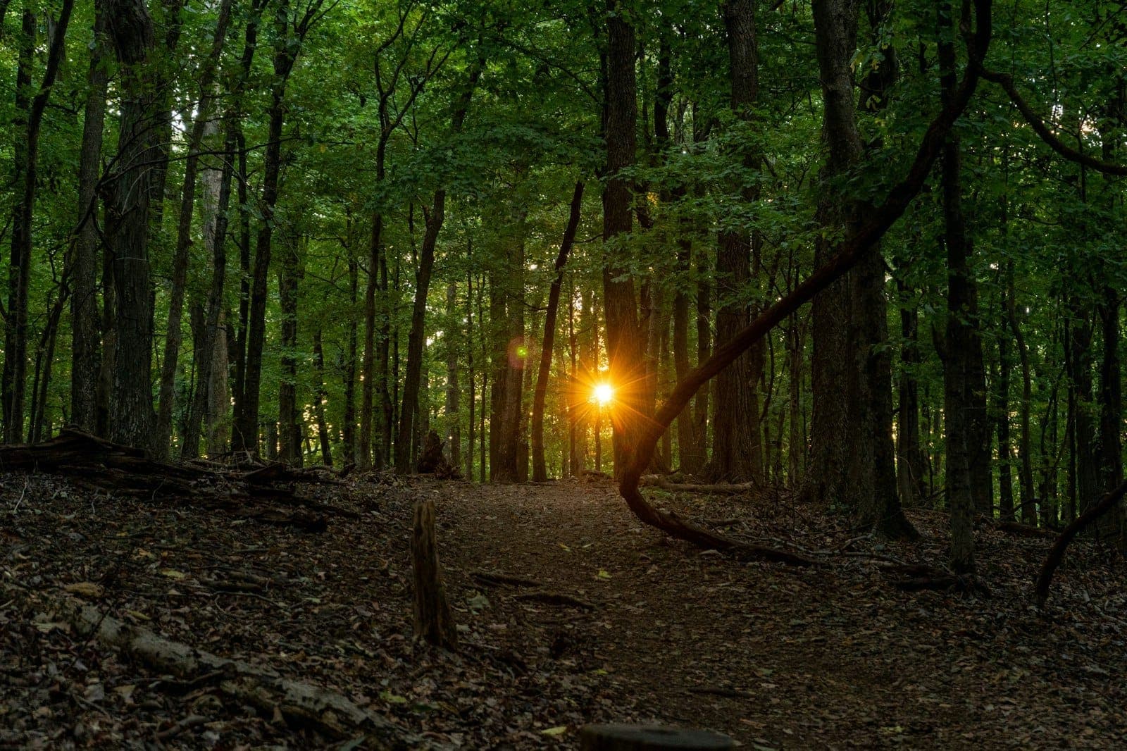 Sunset shining through lush green forest with a dirt trail, capturing the tranquil, wooded atmosphere of Radnor Lake State Park.