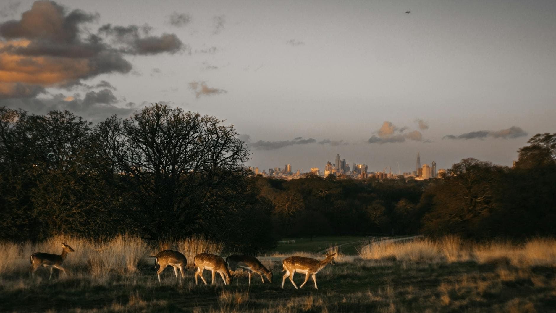 Eine kleine Hirschgruppe weidet im hohen Gras, im Hintergrund die Londoner Skyline im Sonnenuntergang, umgeben von Bäumen und offenem Parkgelände.