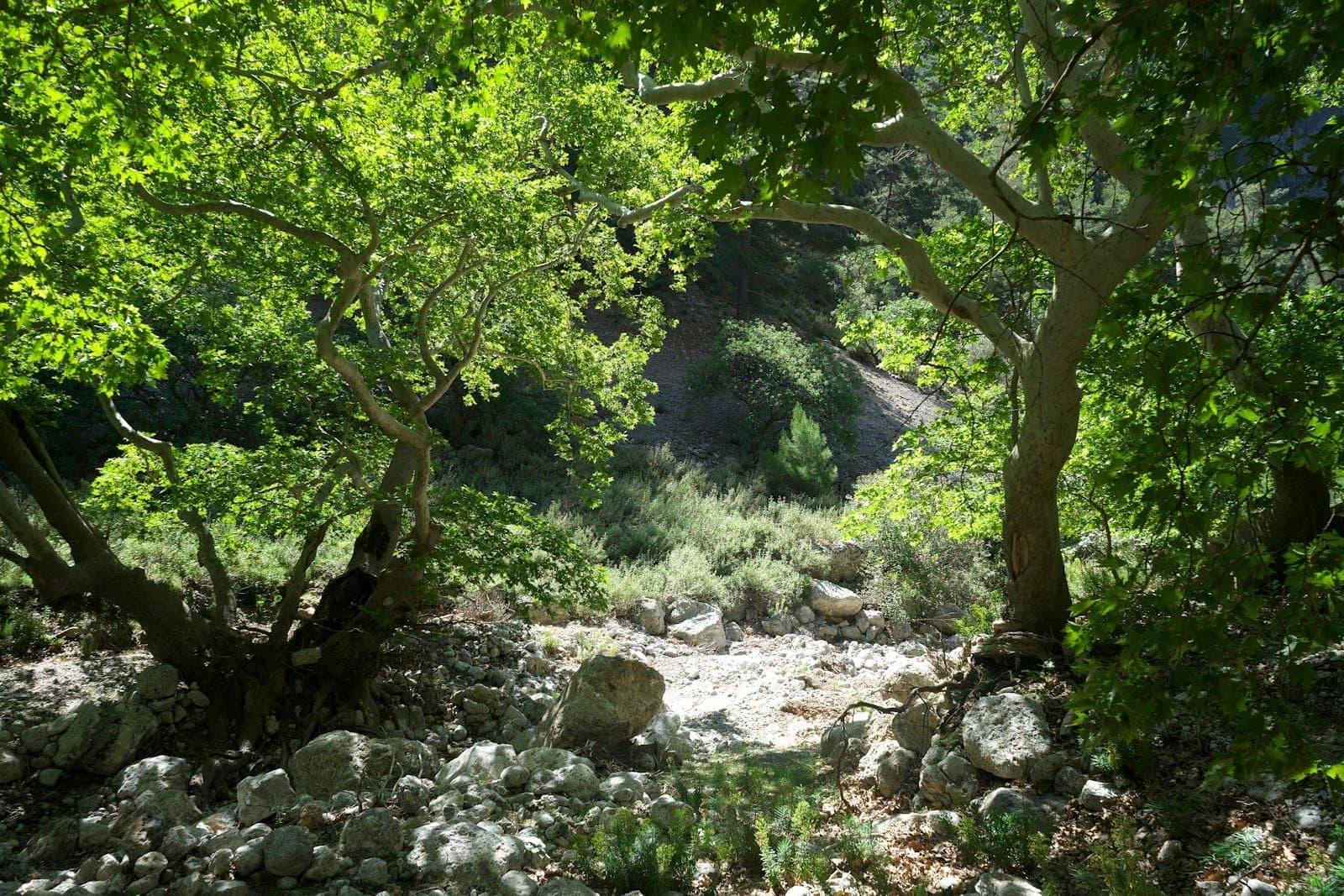 Blick durch grüne Bäume auf einen felsigen Pfad in der Samaria-Schlucht auf Kreta, mit Sonnenlicht, das auf die Steine und das umliegende Laub fällt.