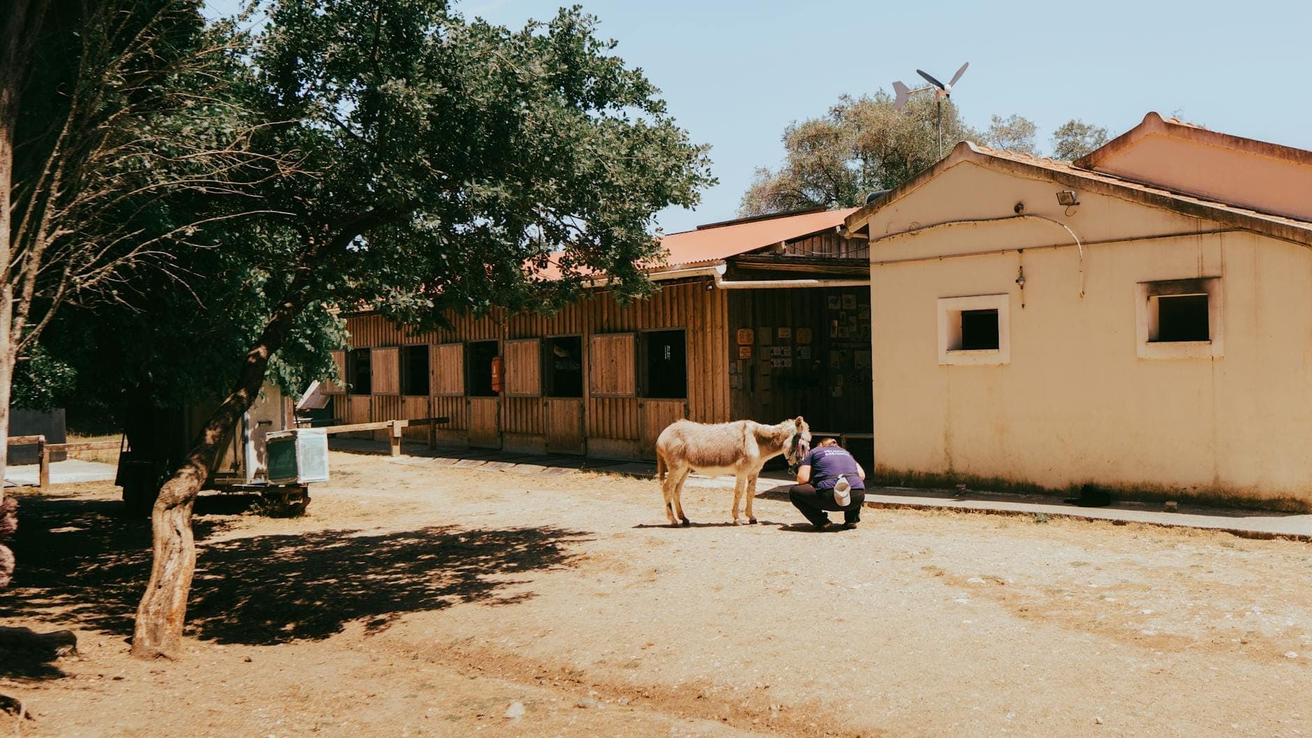 Una persona cuidando a un burro frente a un edificio de granja rústico con árboles, evocando una escena rural de agriturismo en Cerdeña.