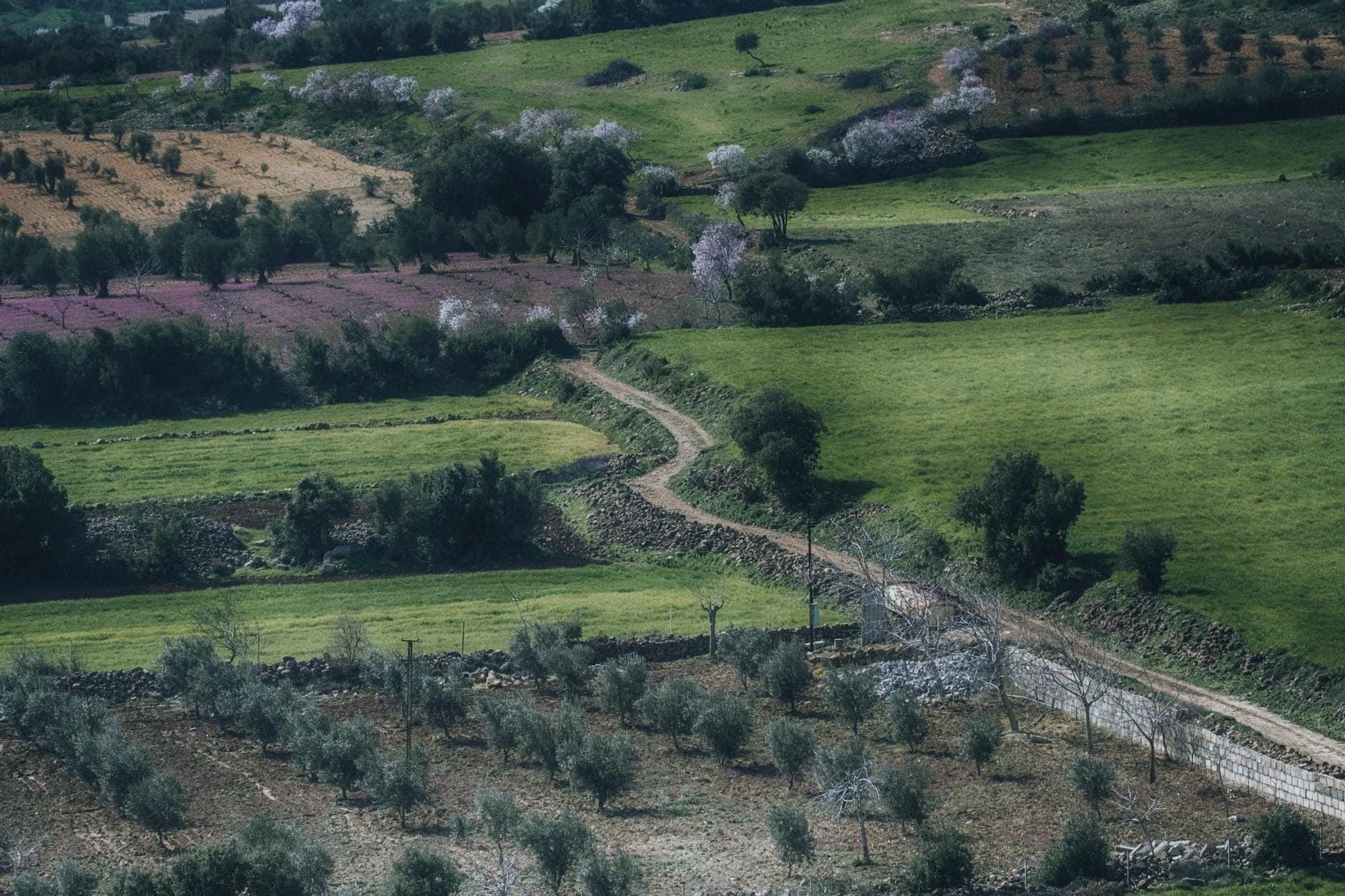 Una carretera rural sinuosa a través de campos verdes y huertos con árboles en flor, evocando la primavera en el campo de Cerdeña.