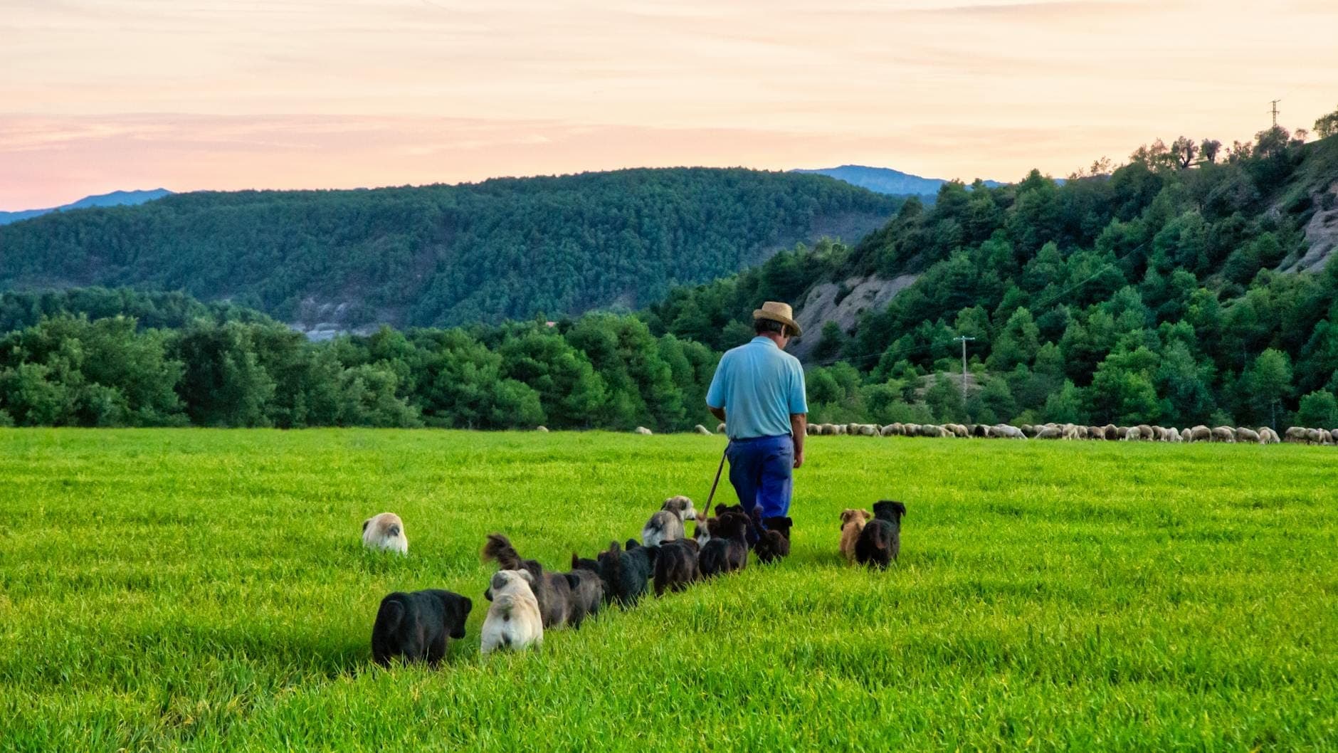 Pastor caminando con un grupo de perros pastores por un exuberante paisaje sardo verde al atardecer, rodeado de colinas y bosque.