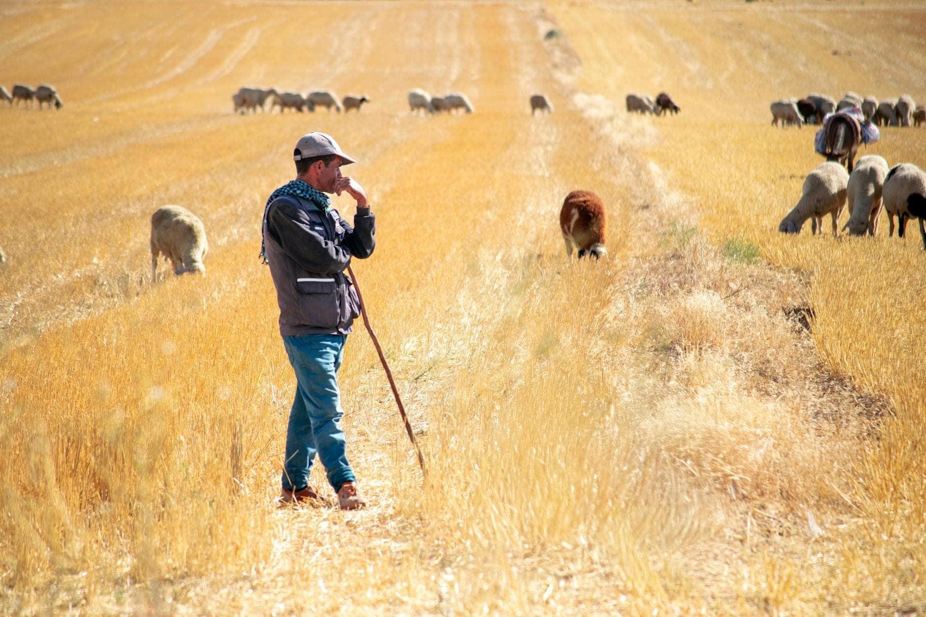 Un pastor de pie en un campo dorado entre ovejas pastando, que captura las tradiciones alimentarias pastorales y el paisaje rural de Sardinia.