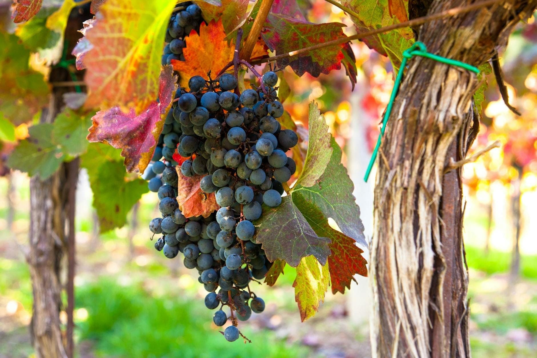 Primer plano de uvas de vino tinto maduras colgando de una vid con coloridas hojas de otoño en un viñedo bajo la luz del sol.