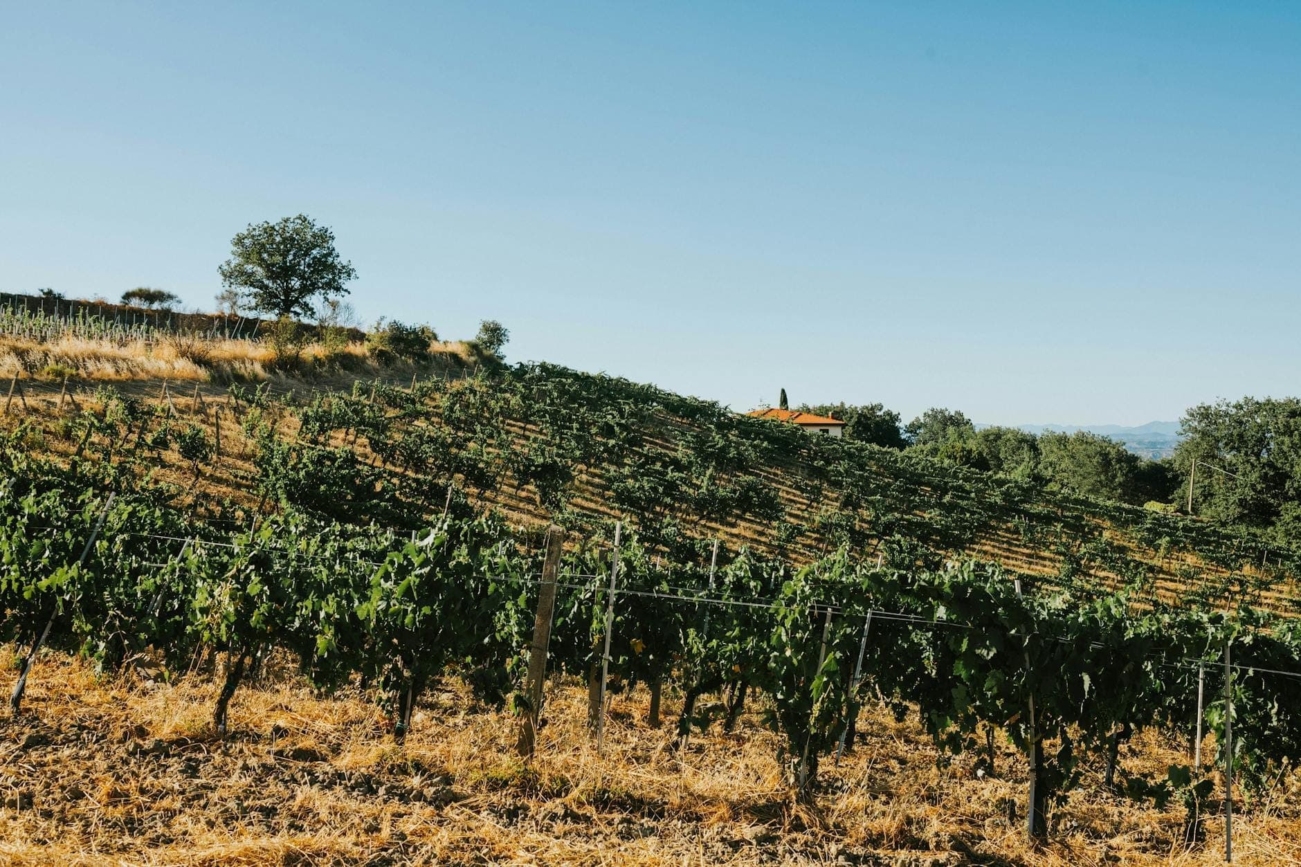 Viñedo soleado en una ladera con hileras de vides, árboles dispersos y un cielo azul despejado, evocando el paisaje vinícola de Cerdeña.
