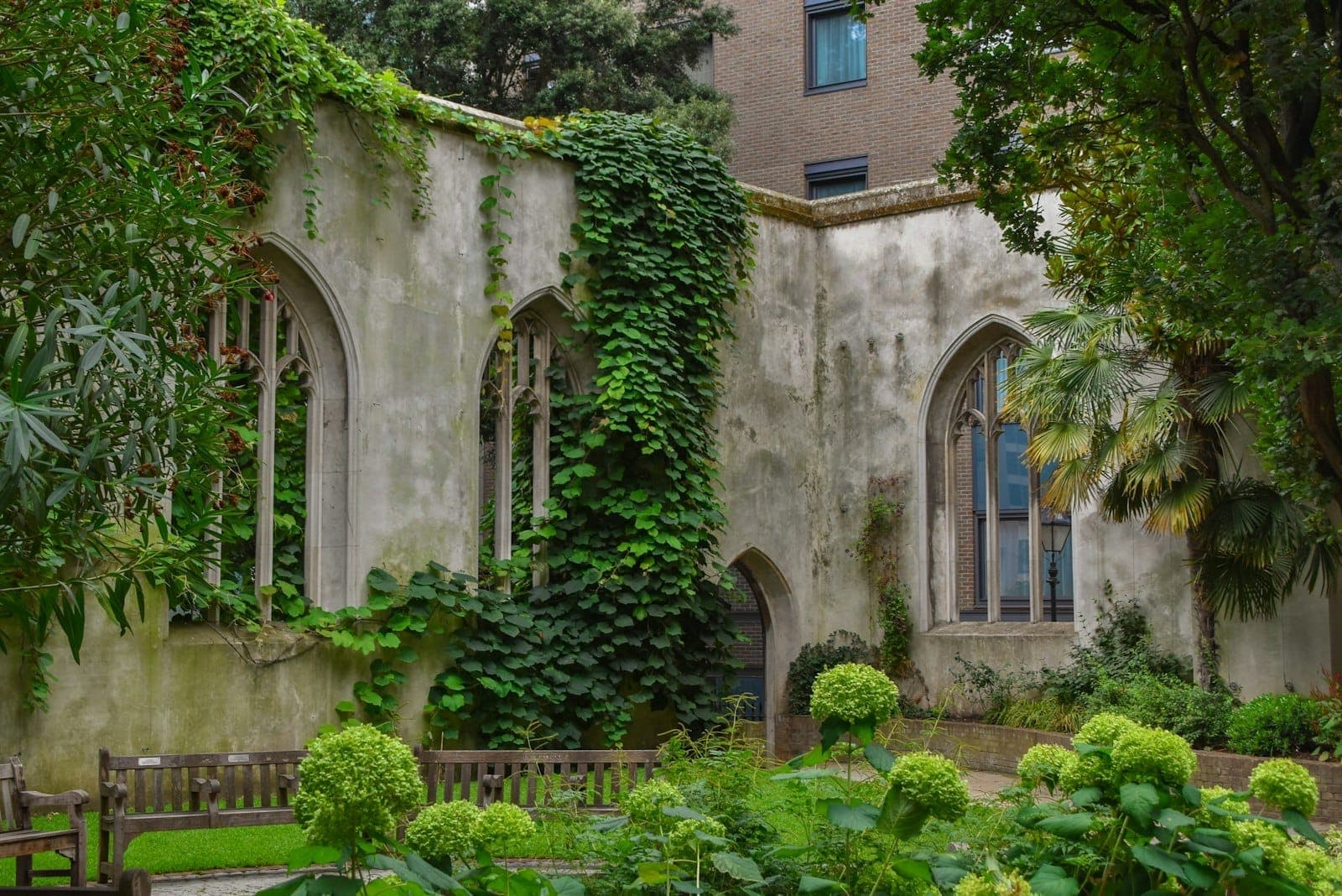 Zrujnowane kamienne mury i łukowe okna St Dunstan in the East pokryte bluszczem, otoczone bujnymi zielonymi ogrodami i ławkami.